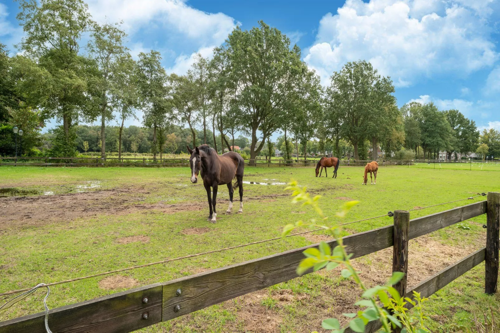 Boerderij No 1-Gebiete Sommer 1 km