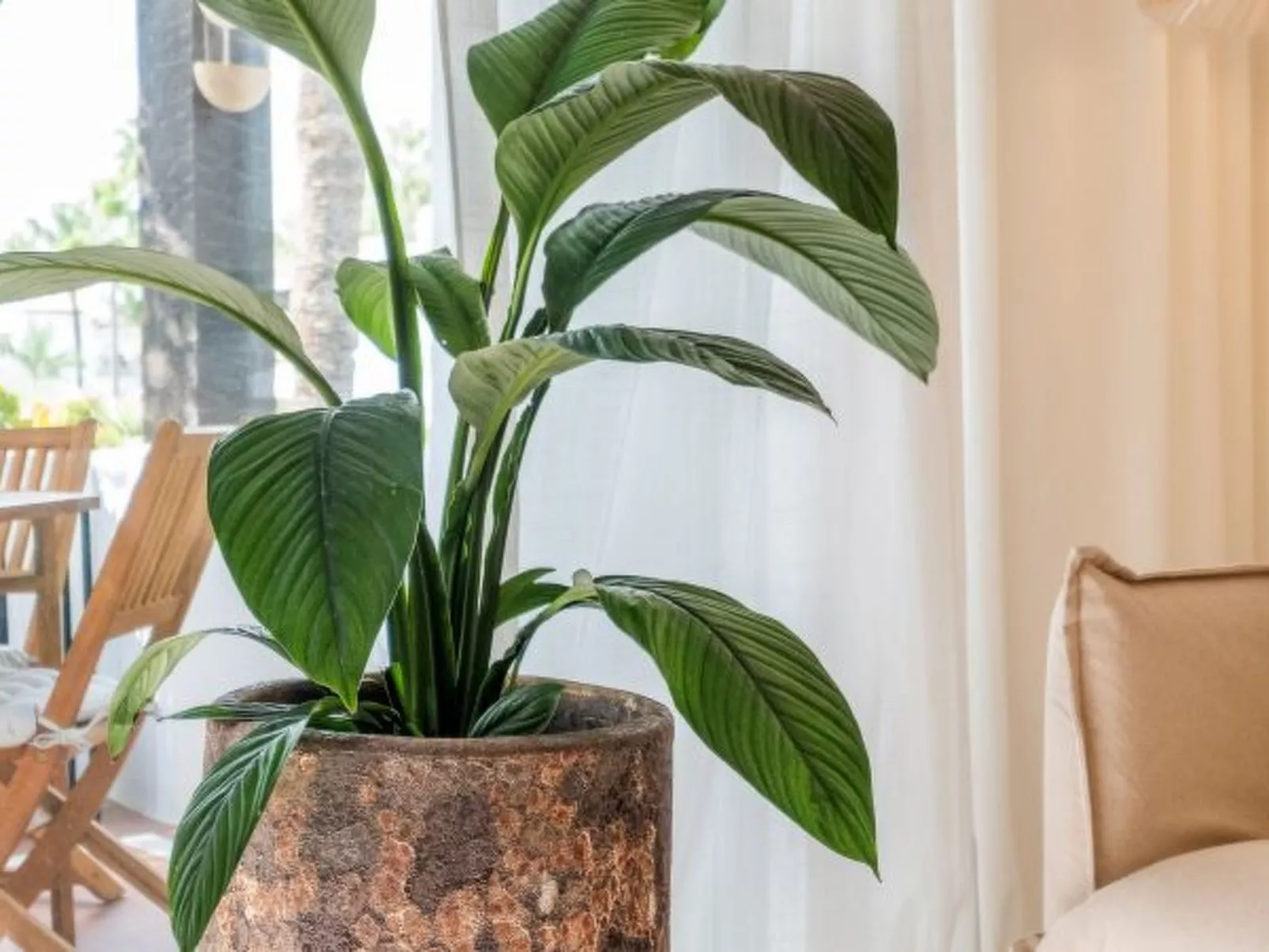 Costalita - Image-tags.info