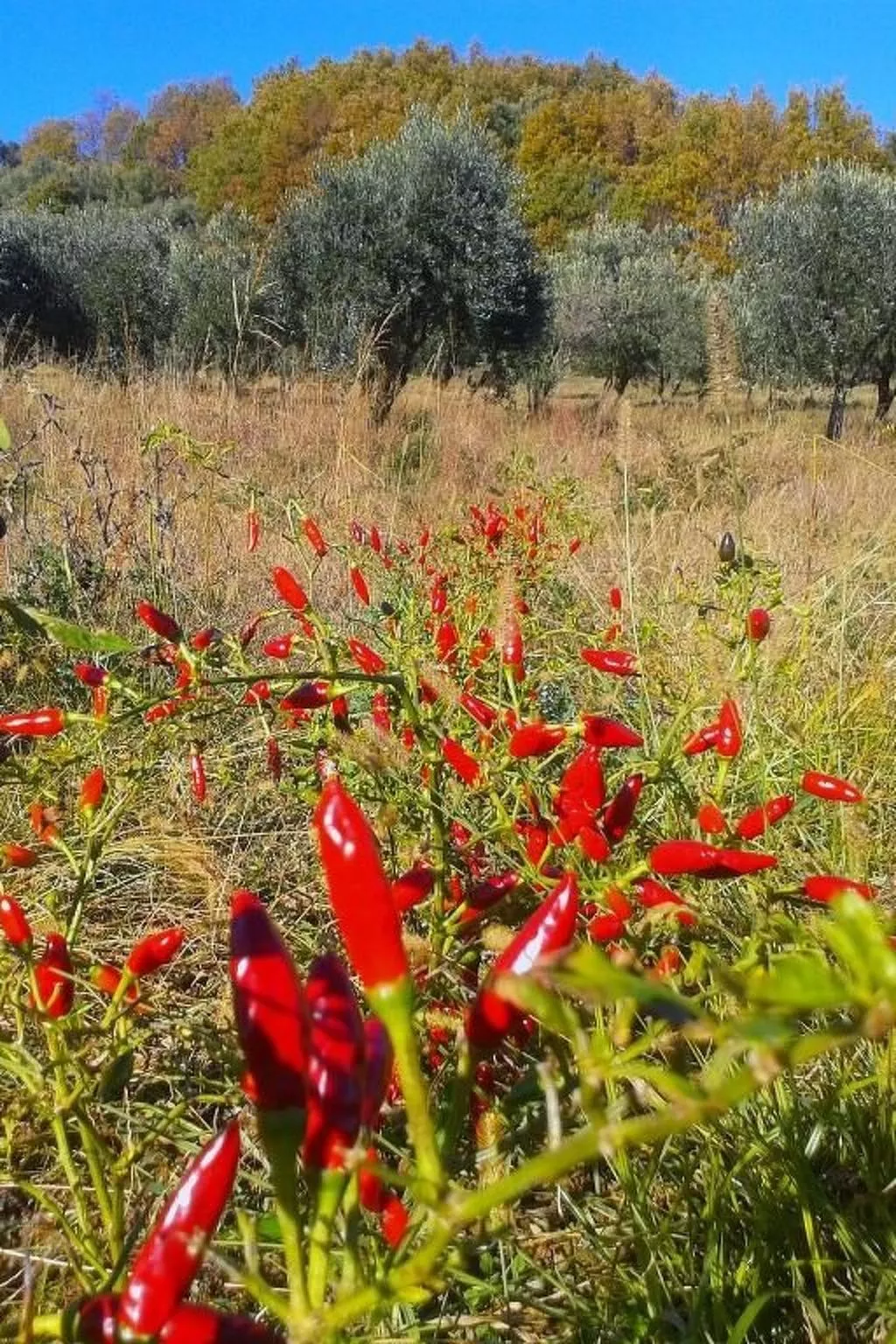 Tolles Reihenhaus im Olivenhain - Draußen