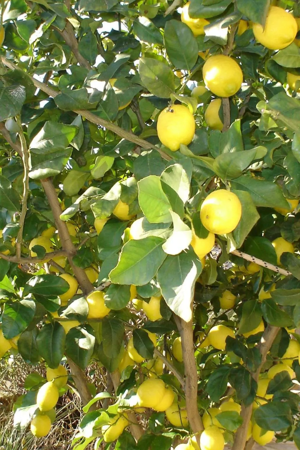 Arcobaleno - Outside