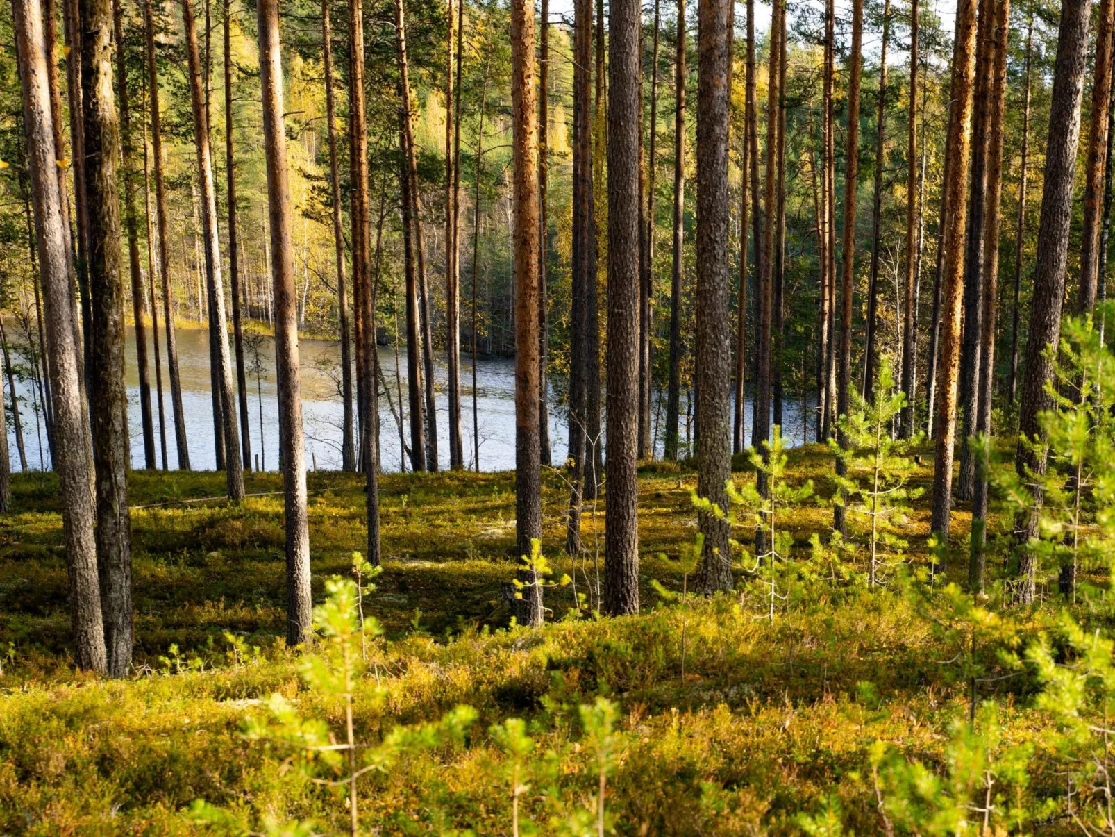Villa tunturitervakko - Dedans
