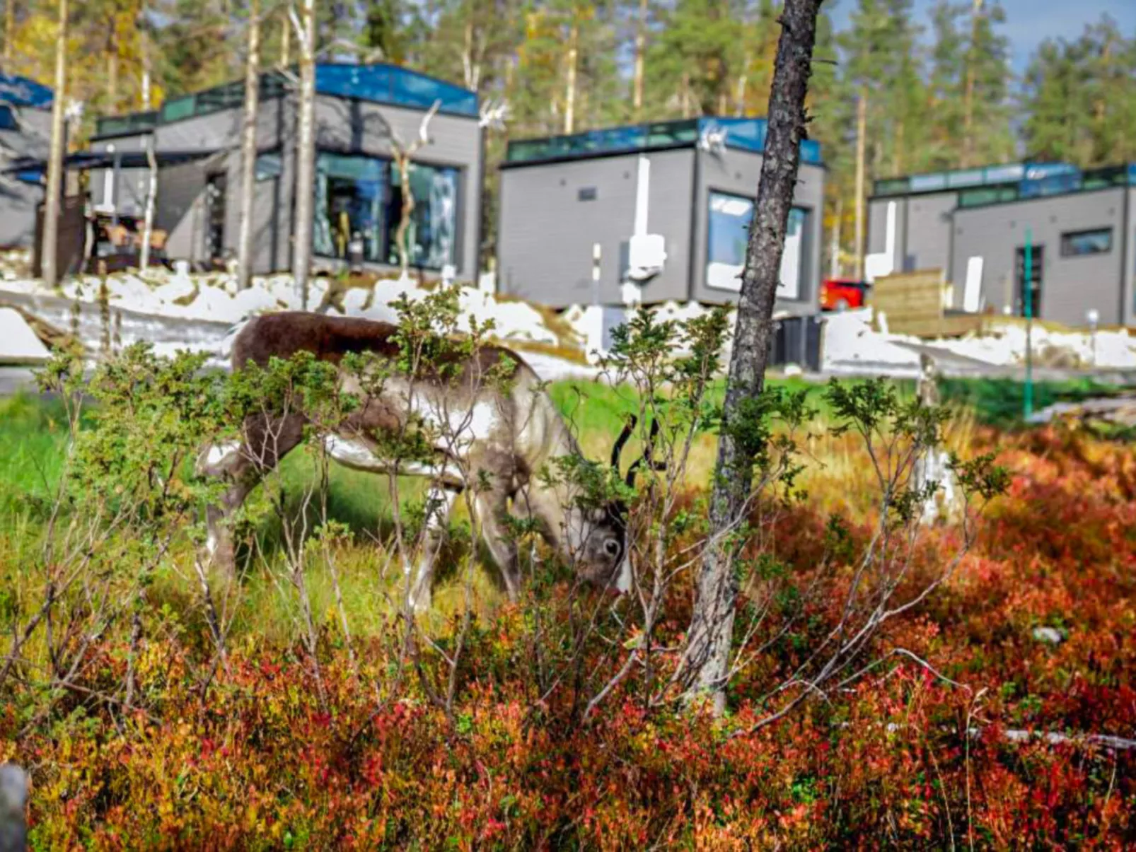 Levi secret igloo ruska 8d - Drinnen