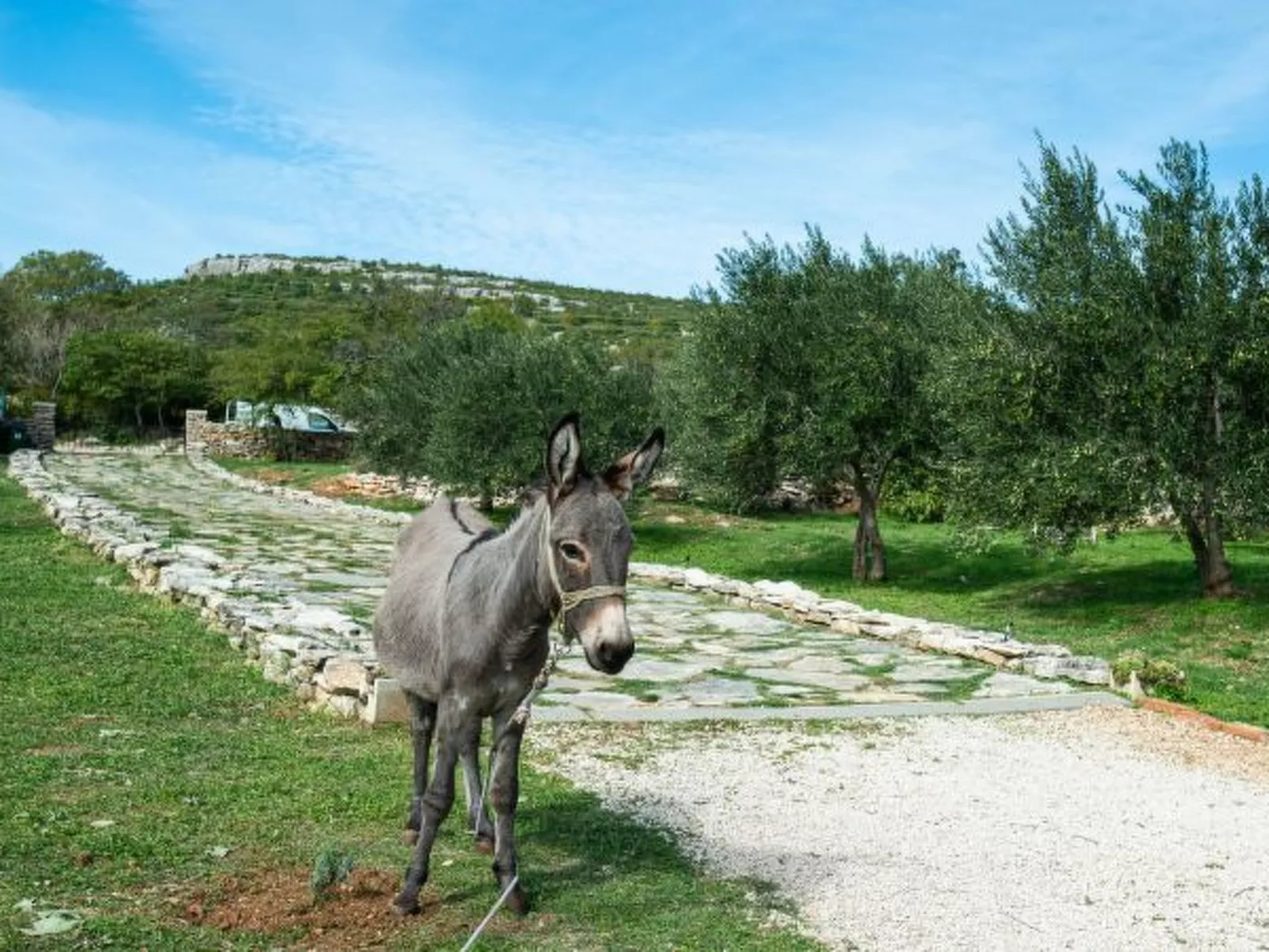 Country House Irena with pool - Image-tags.info