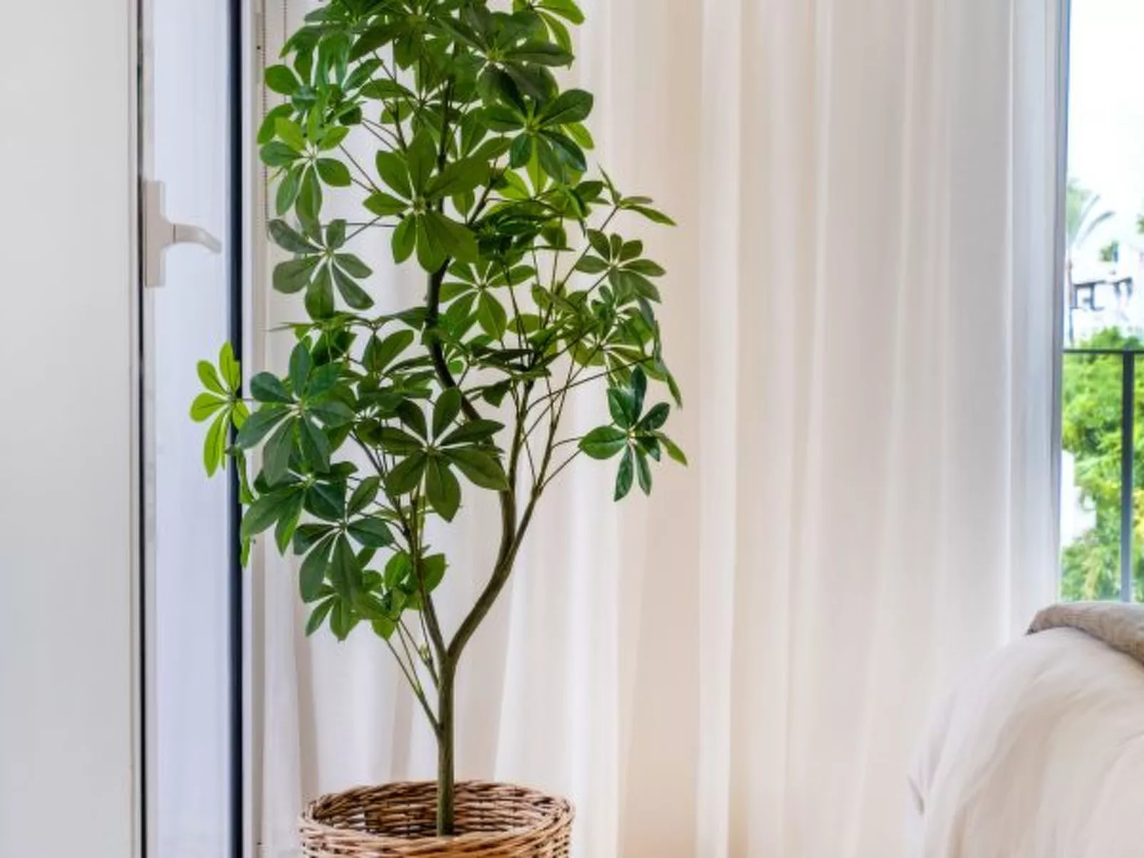 Costalita - Image-tags.info