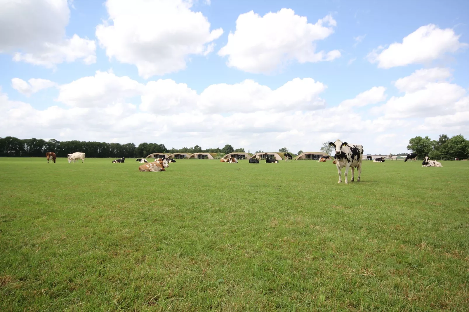 Koe in de Kost 2-View summer