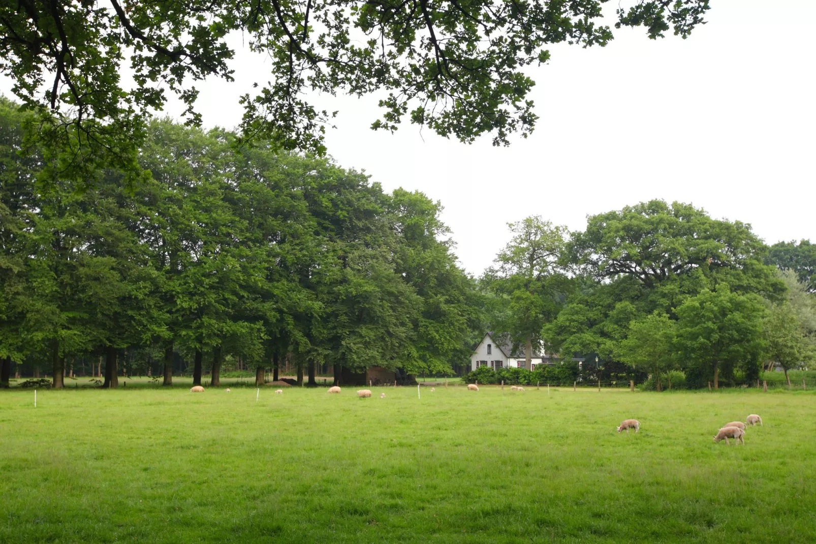 Bospark de Schaapskooi 10-Areas summer 5km