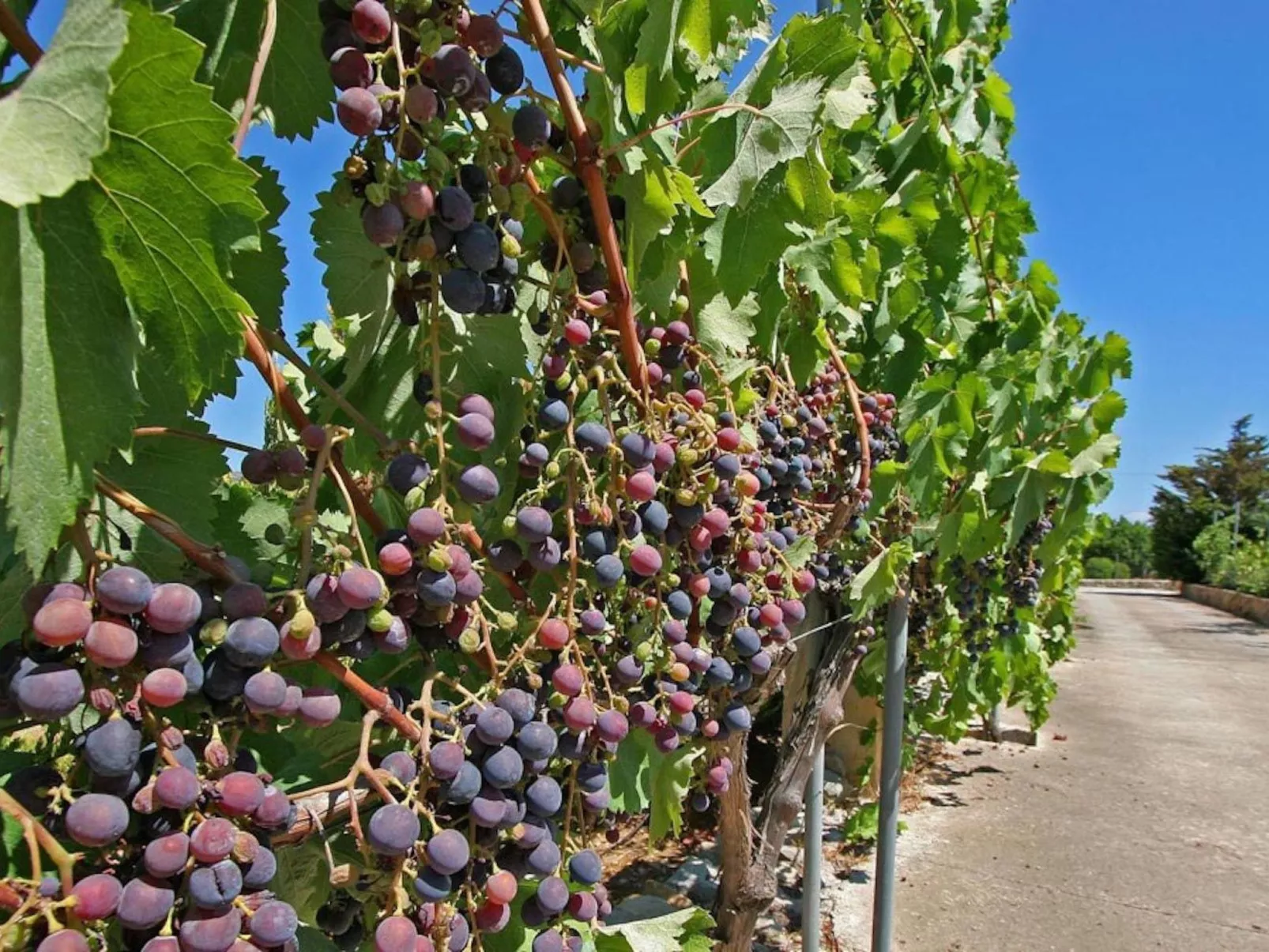 Ferienvilla "Rafalet - Dehors