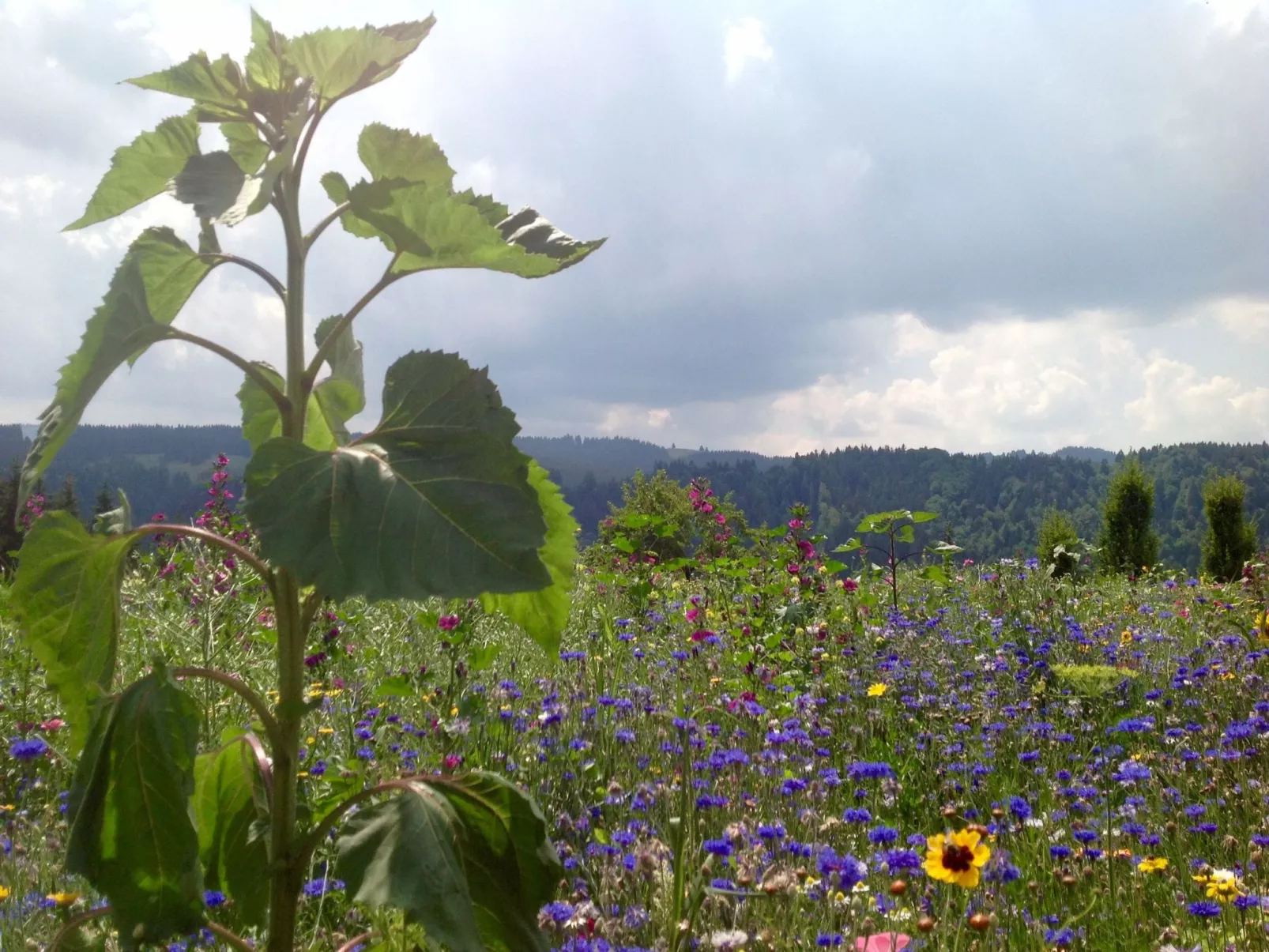 Kräuterhof-Ferienwohnung - Draußen