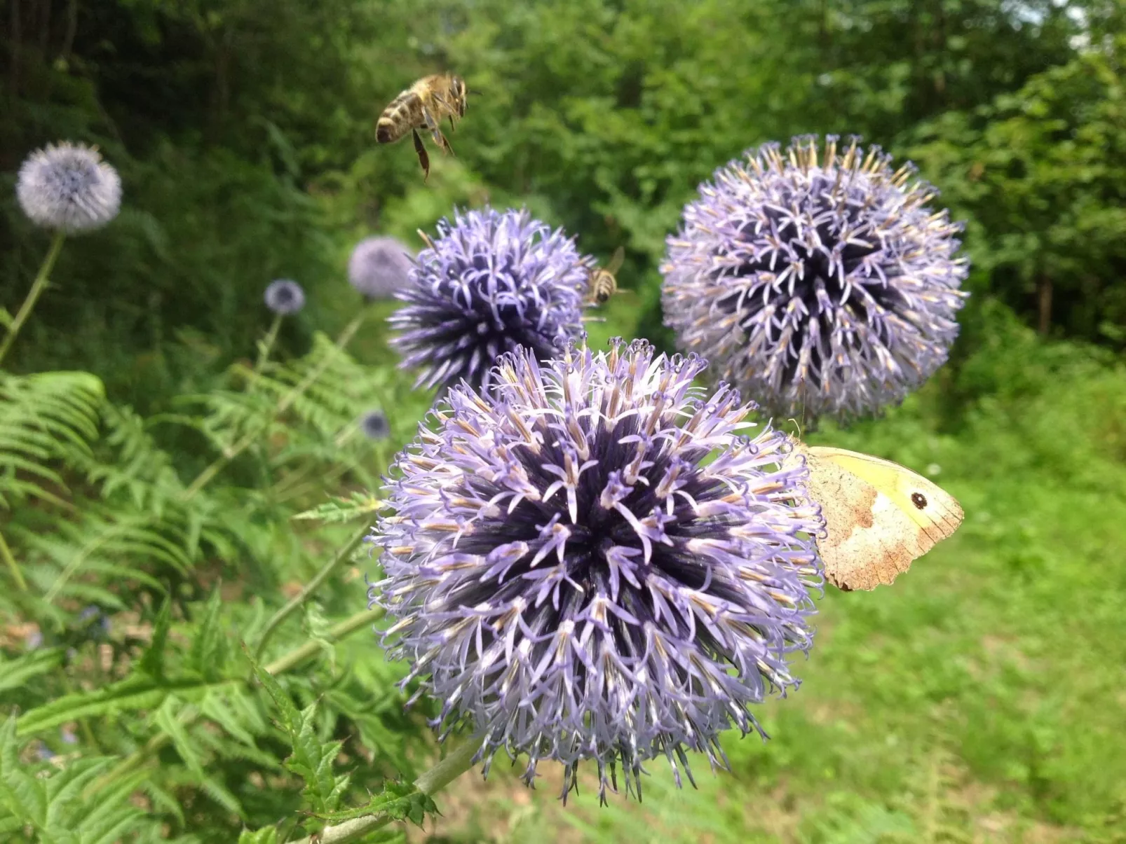 Kräuterhof-Ferienwohnung - Draußen