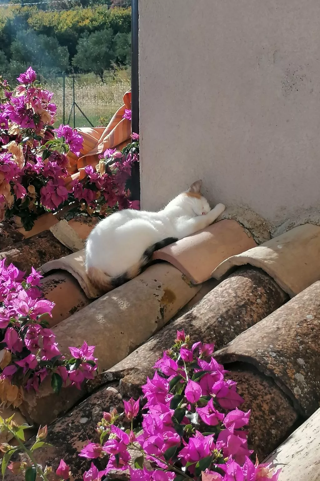 Arcobaleno - Outside