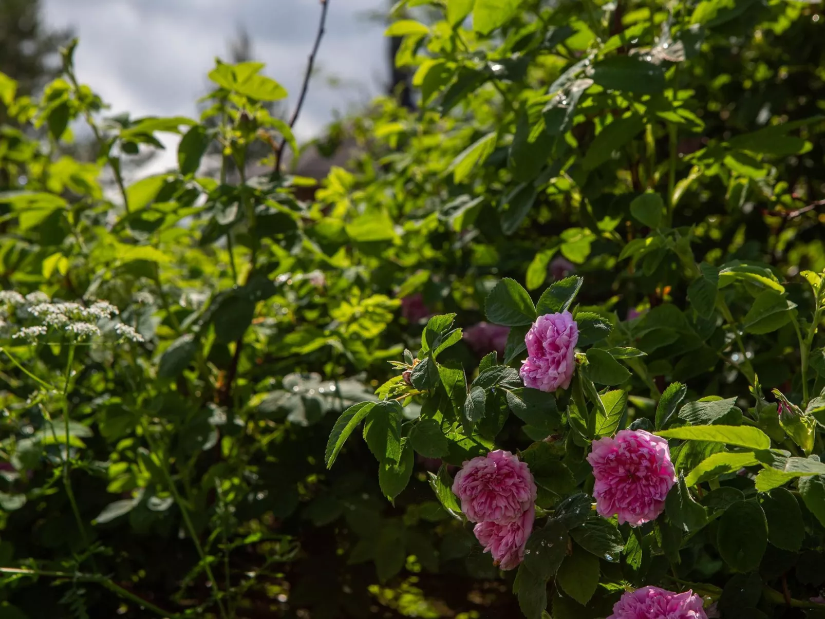Ranta-lemettilä - Inside