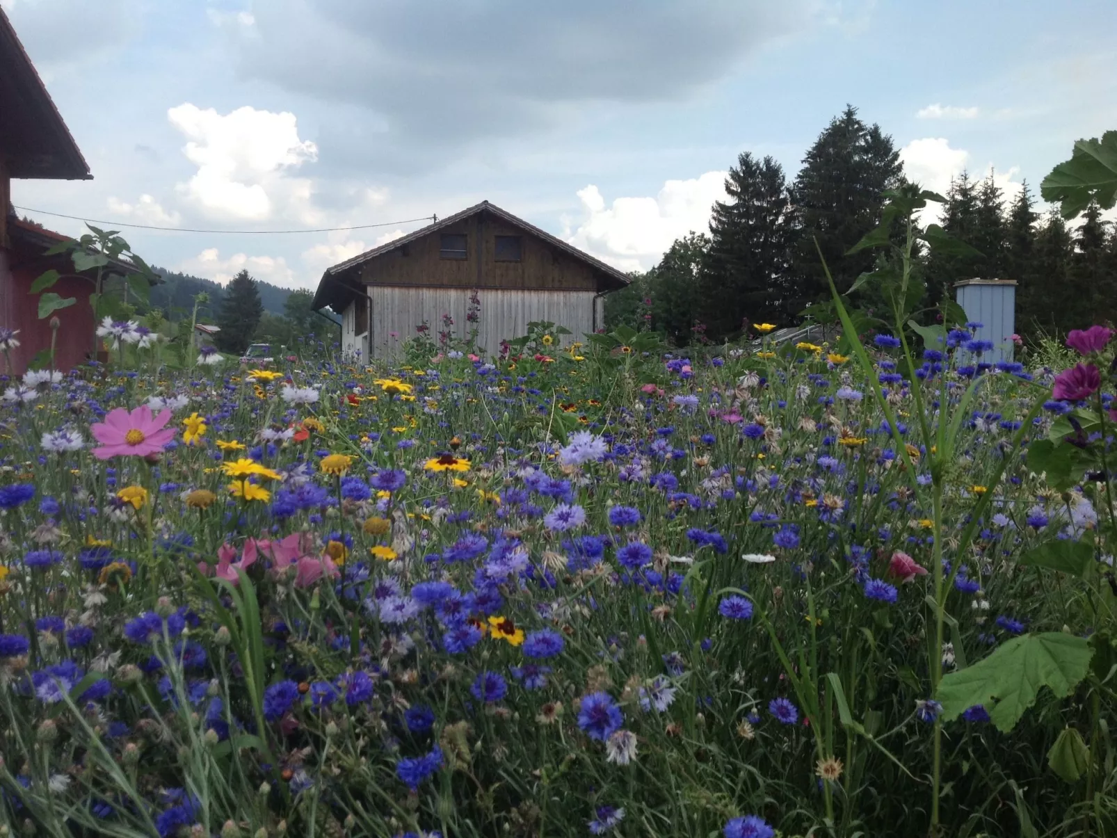 Kräuterhof-Ferienwohnung - Draußen