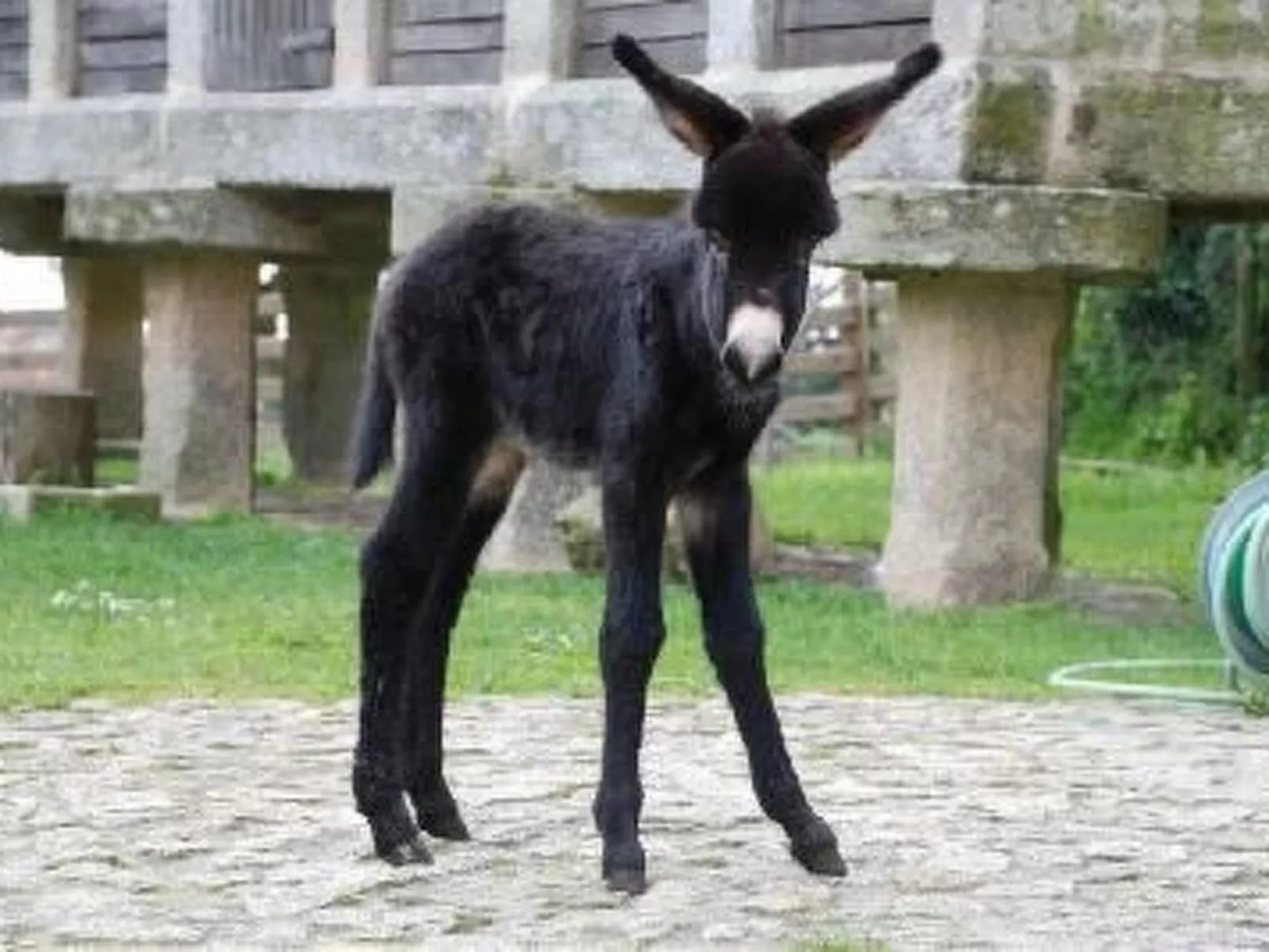 NATUR IN IHRER REINSTEN FORM - Image-tags.info