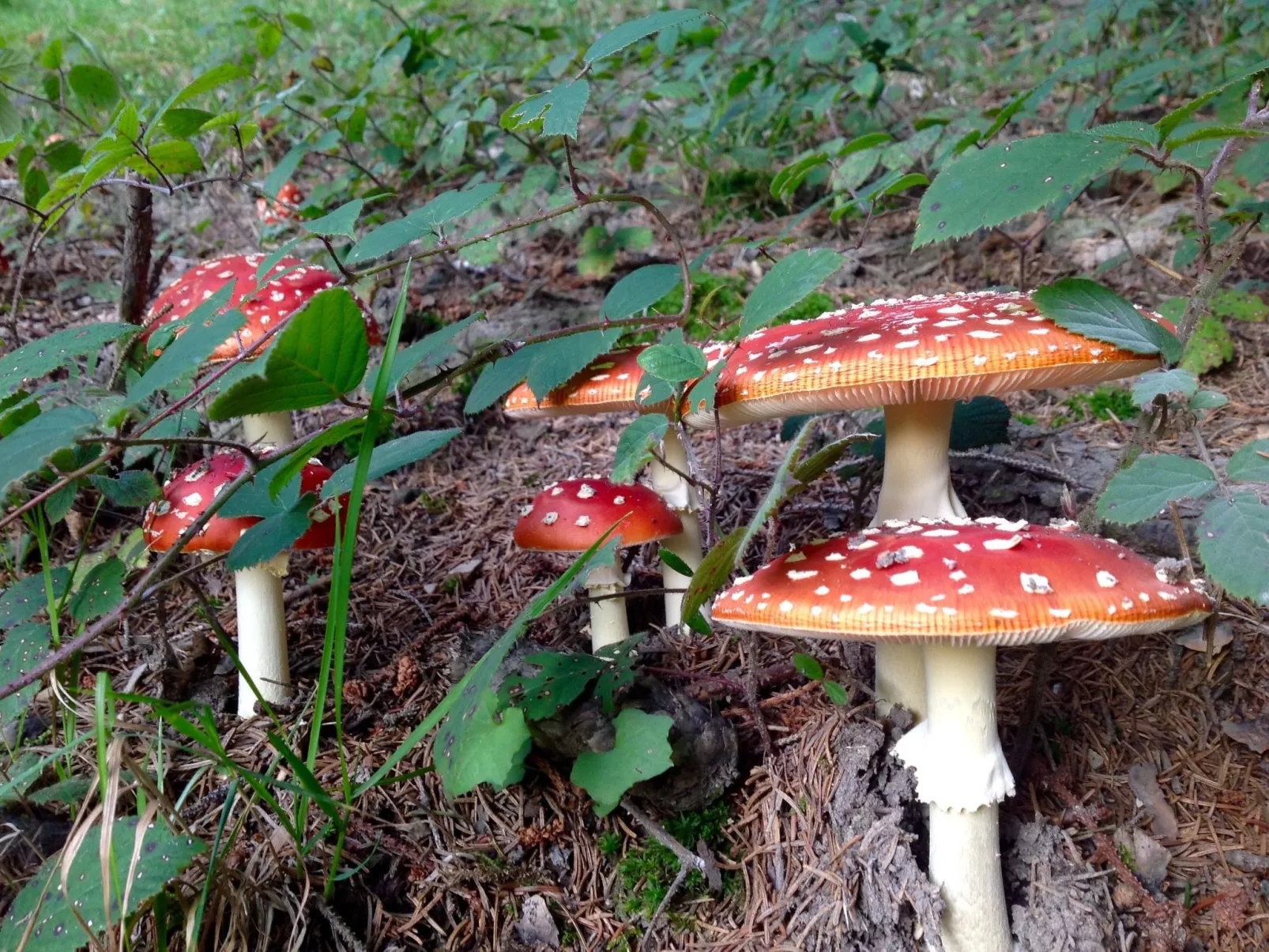 Kräuterhof-Ferienwohnung - Draußen