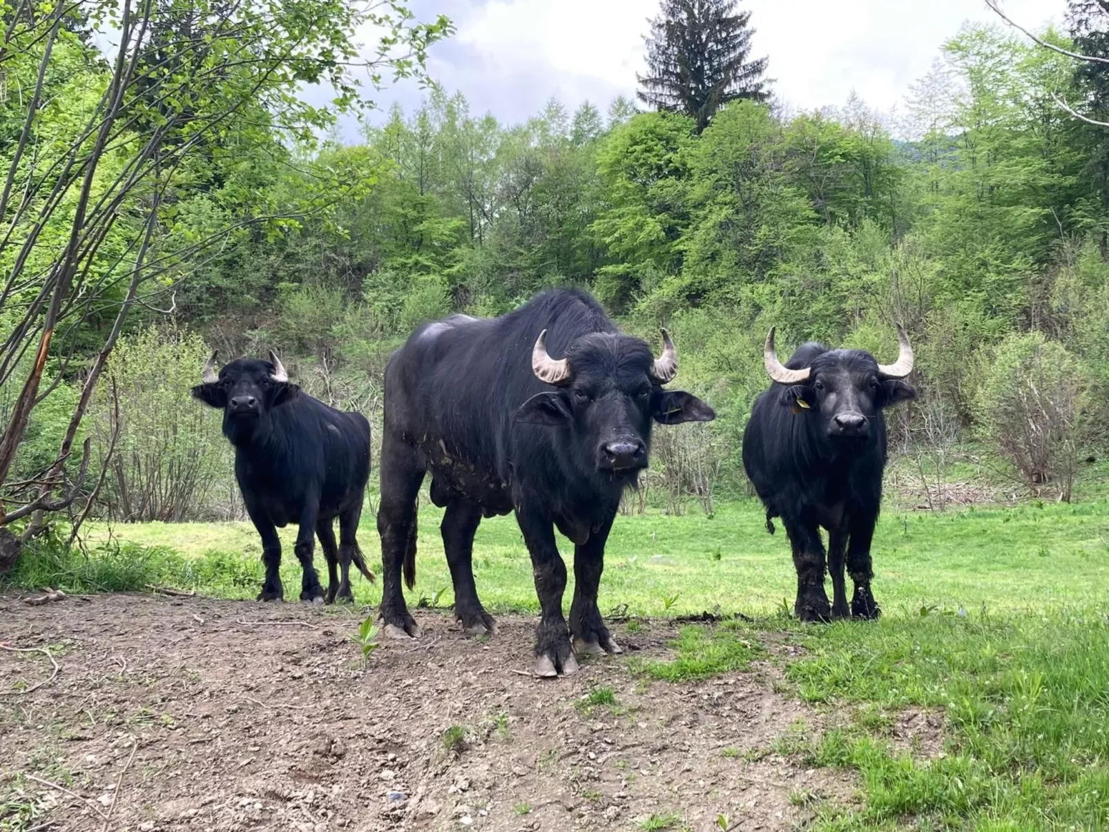 Vila Roberta Breaza Brasov - Outside