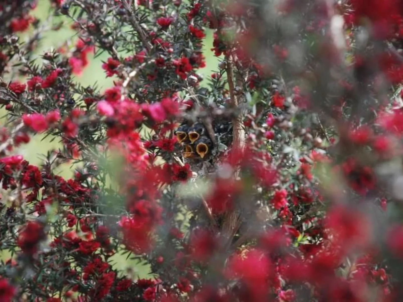 NATUR IN IHRER REINSTEN FORM - Image-tags.info