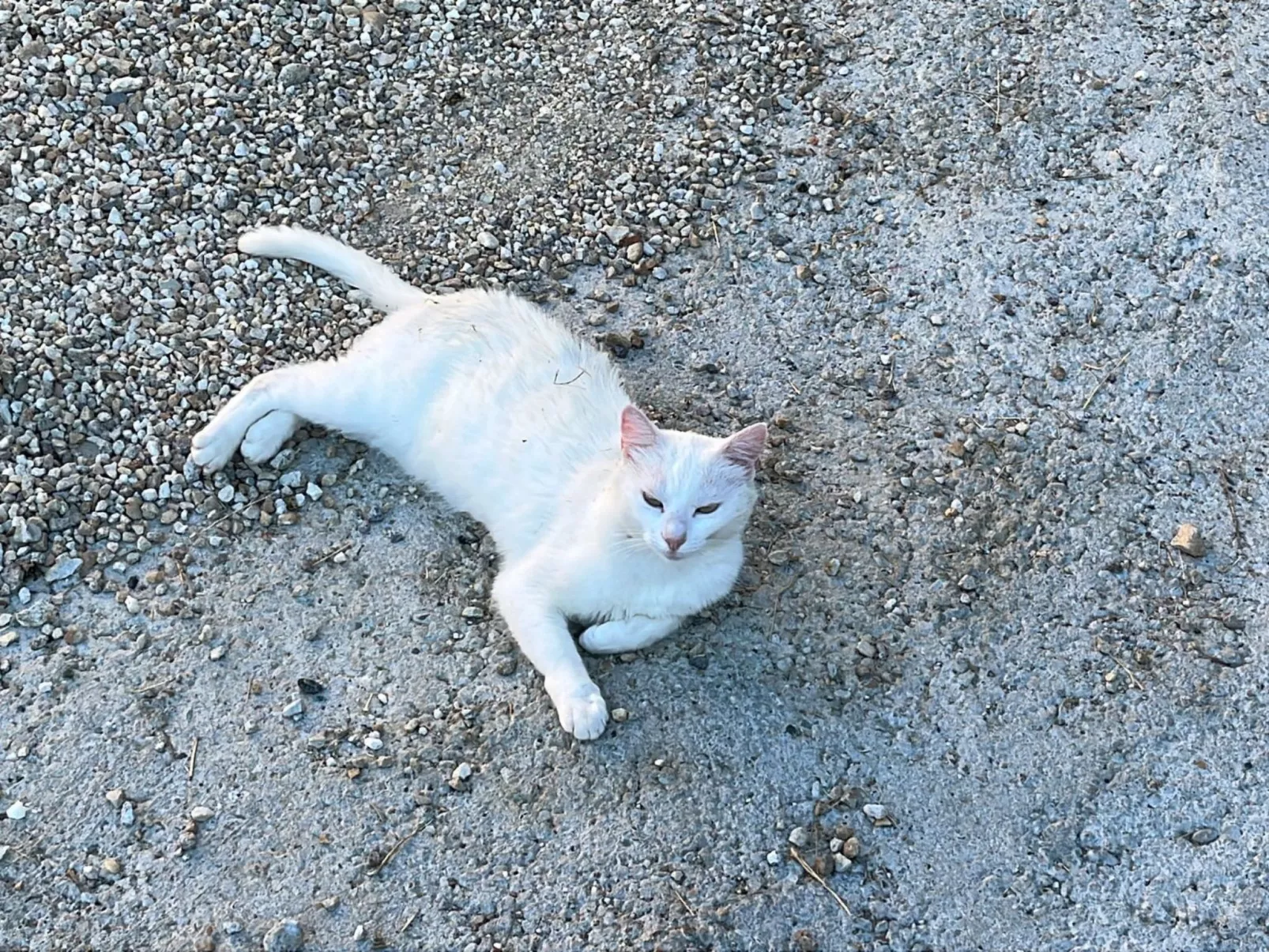 Orchideen-Zimmer - Draußen