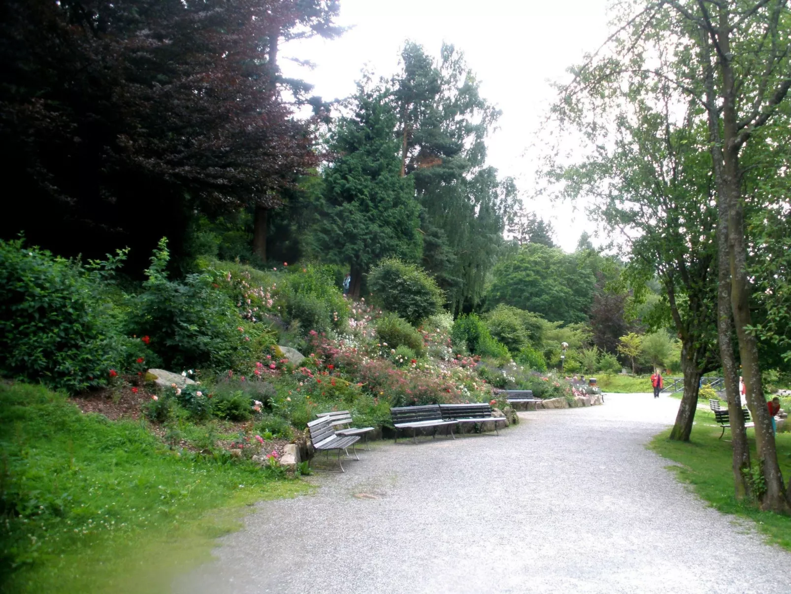 Tanne - Image-tags.info