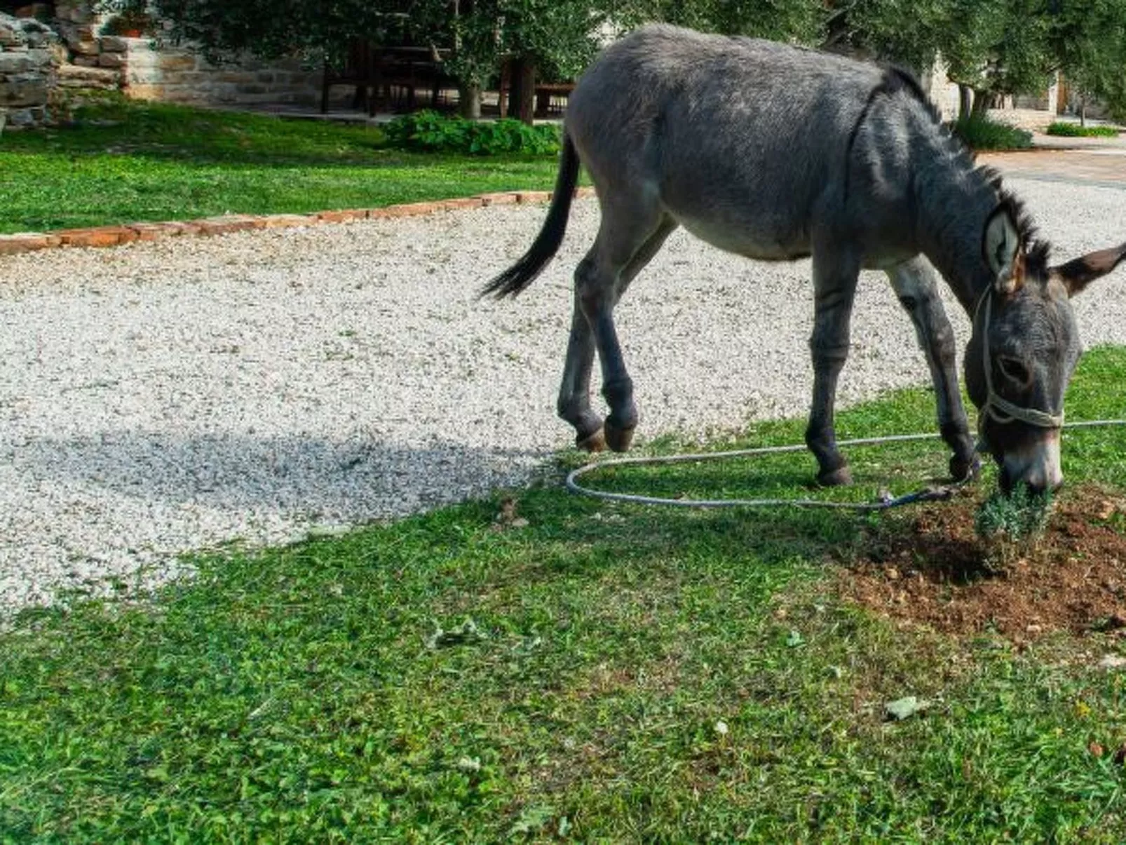 Country House Irena with pool - Image-tags.info