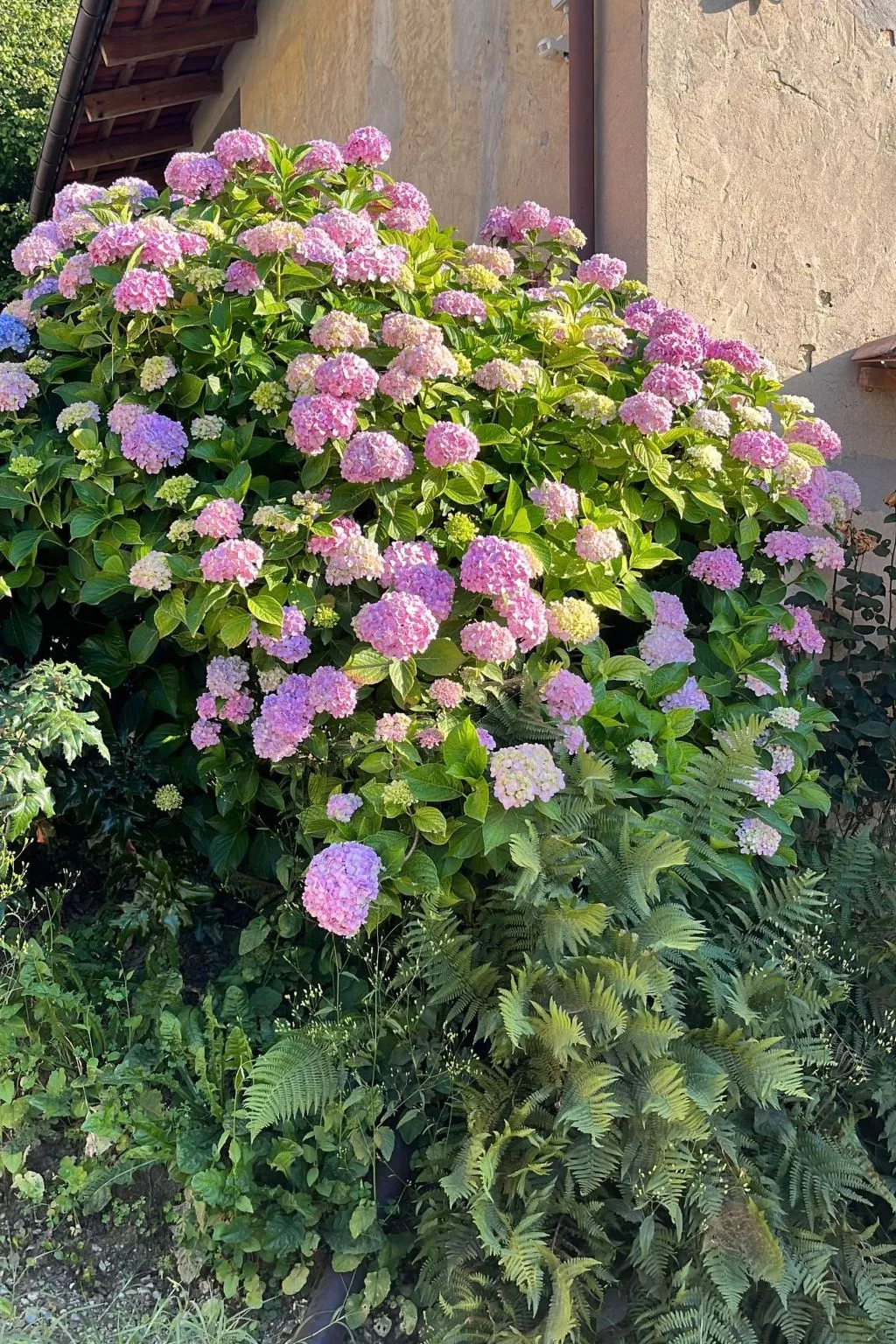 Orchideen-Zimmer - Draußen