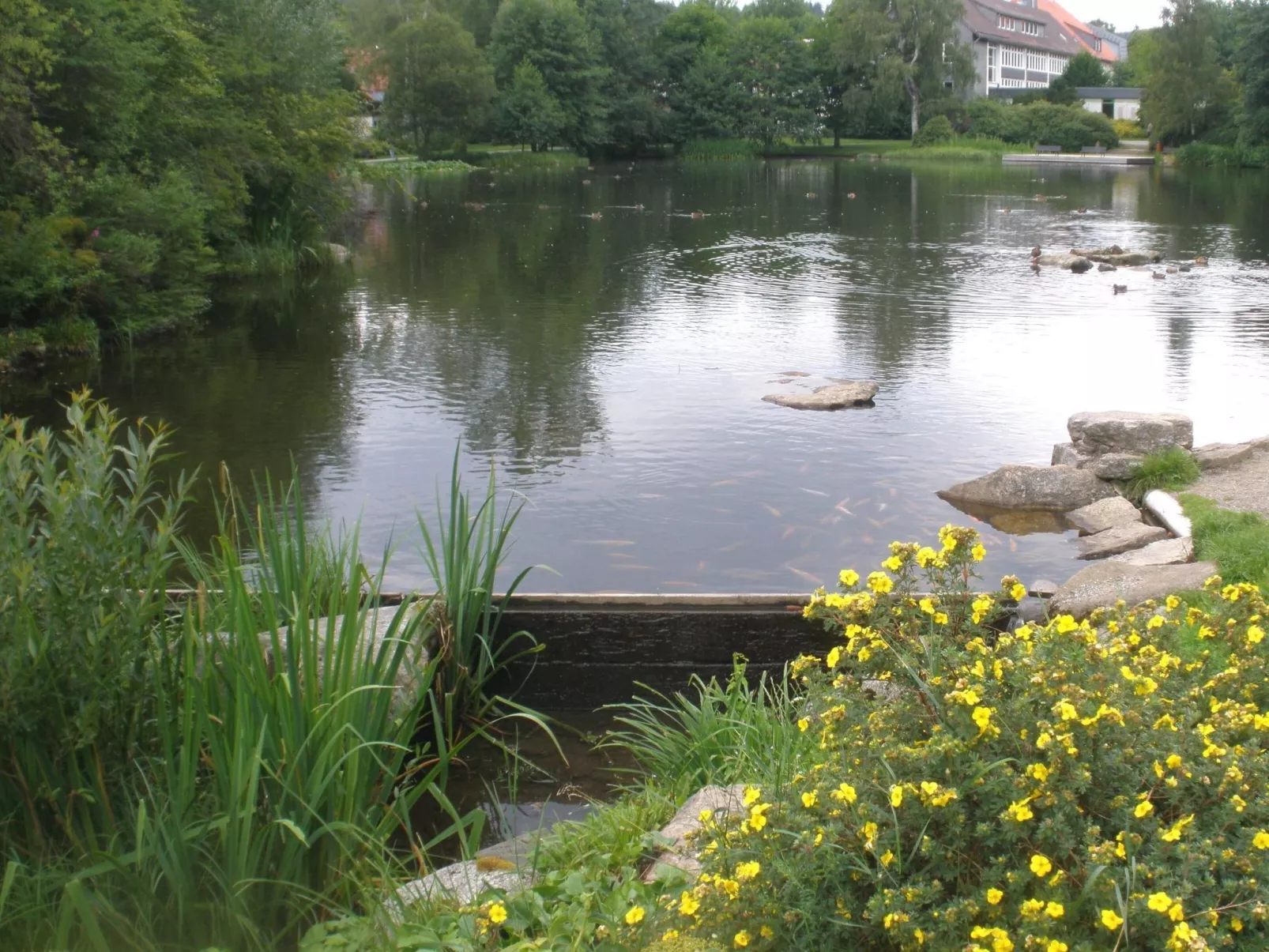 Tanne - Image-tags.info