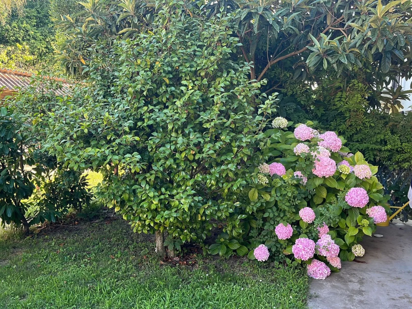 Orchideen-Zimmer - Draußen