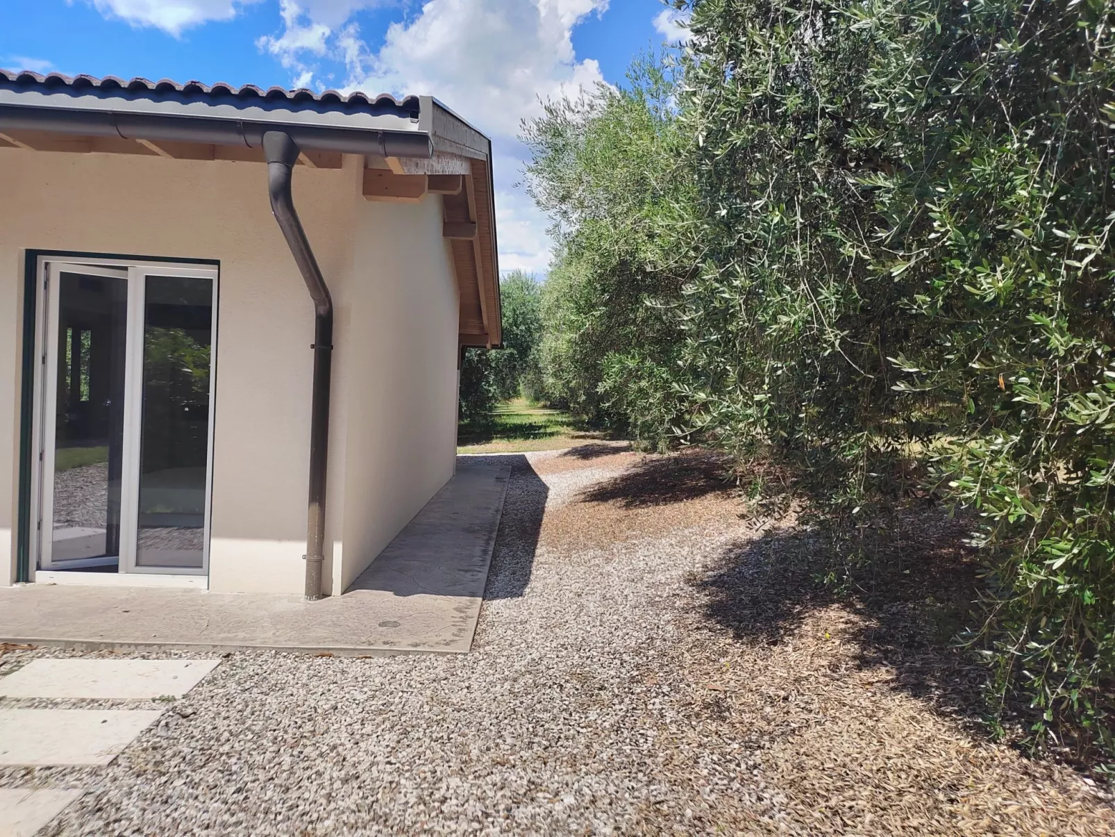 In einem spektakulären Olivenhain in einer ruhig - Image-tags.info