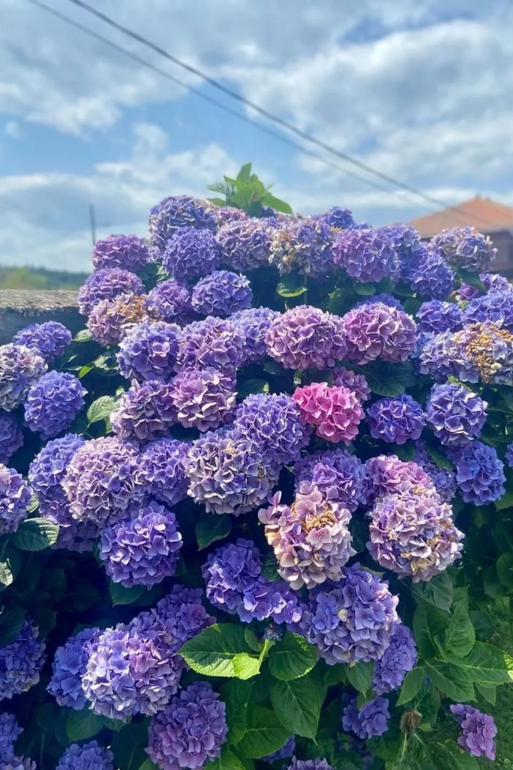 Ländliches Anwesen "Mar y Montaña" (Meer und Berge) - Dehors