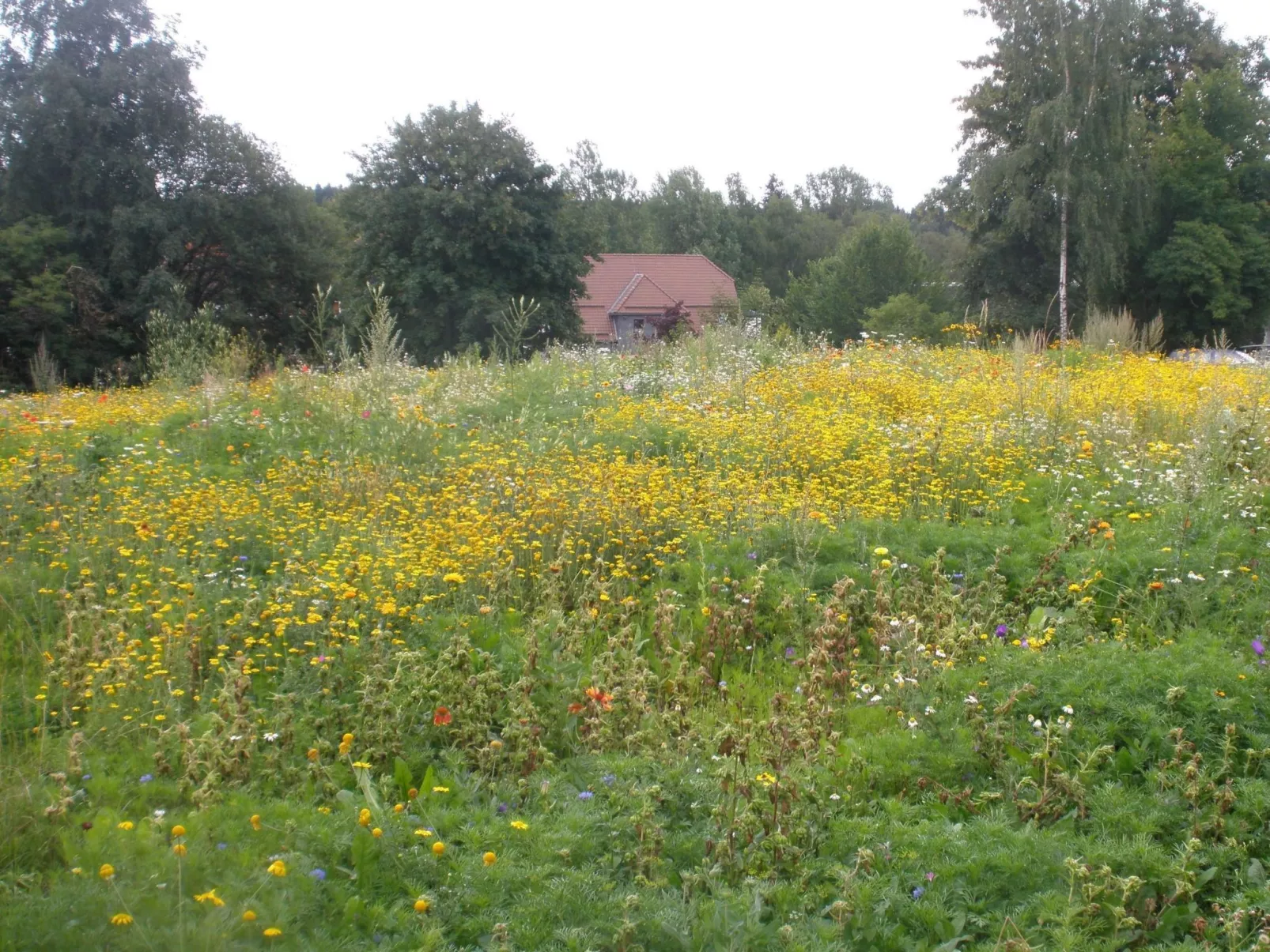 Tanne - Image-tags.info