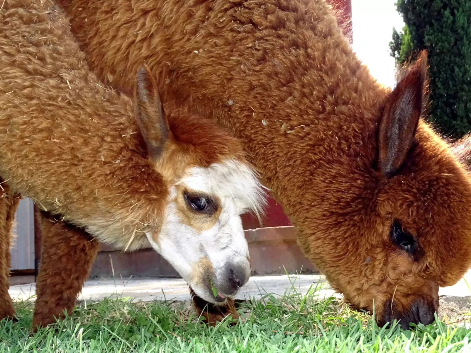 Junior Suite - Image-tags.info