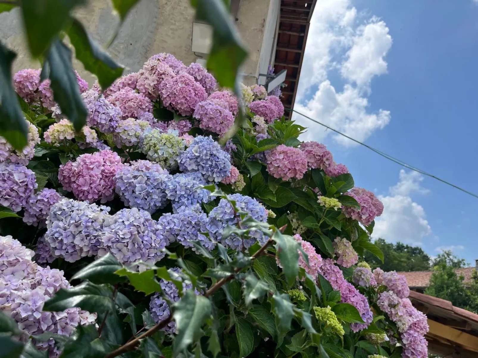 Orchideen-Zimmer - Draußen