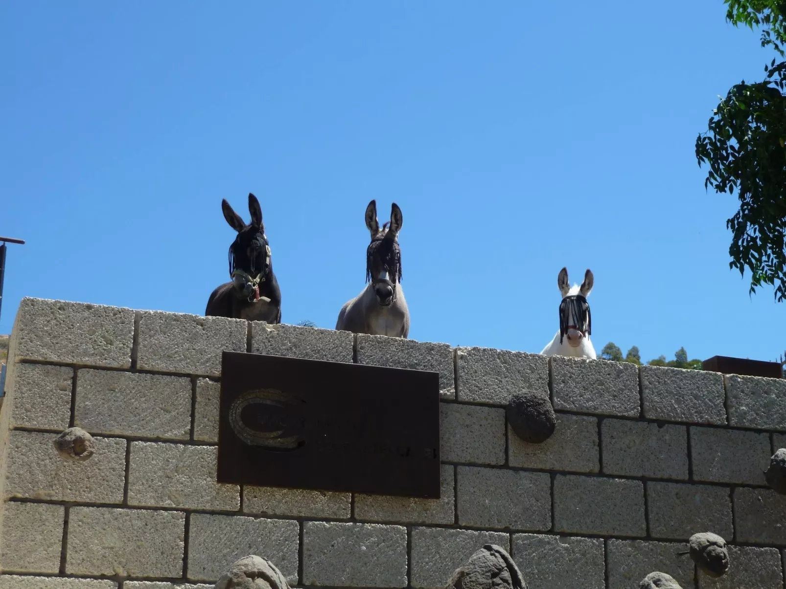 Bioklimatisches Haus auf Teneriffa - Natur - Entspannung - Outside