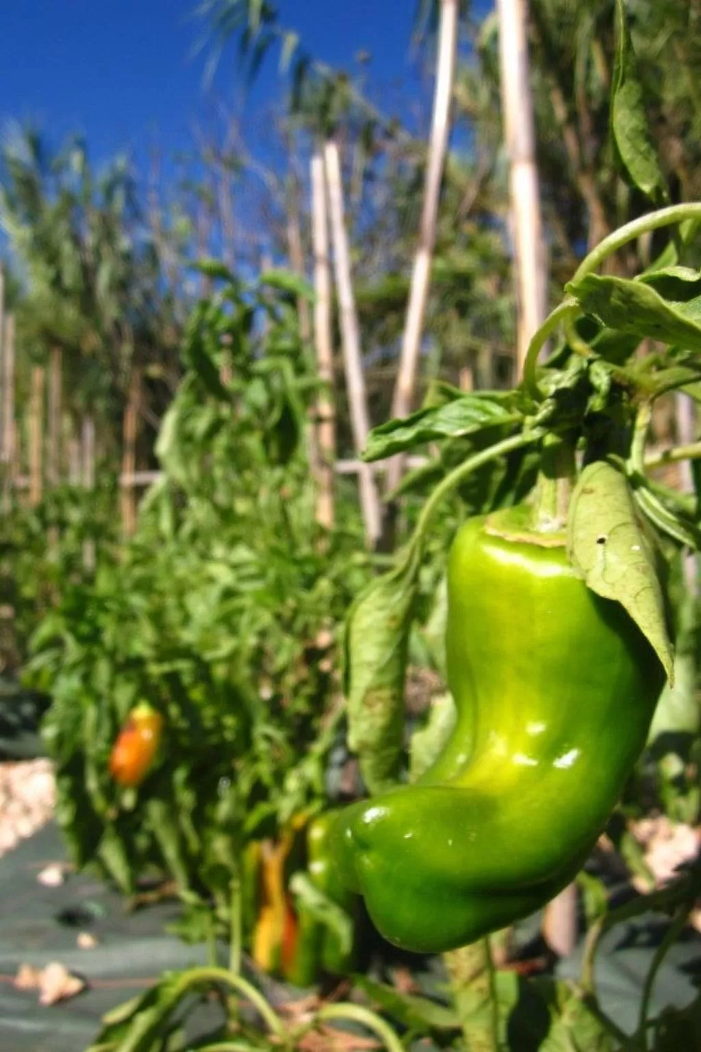 "The Natural Elements" - Image-tags.info