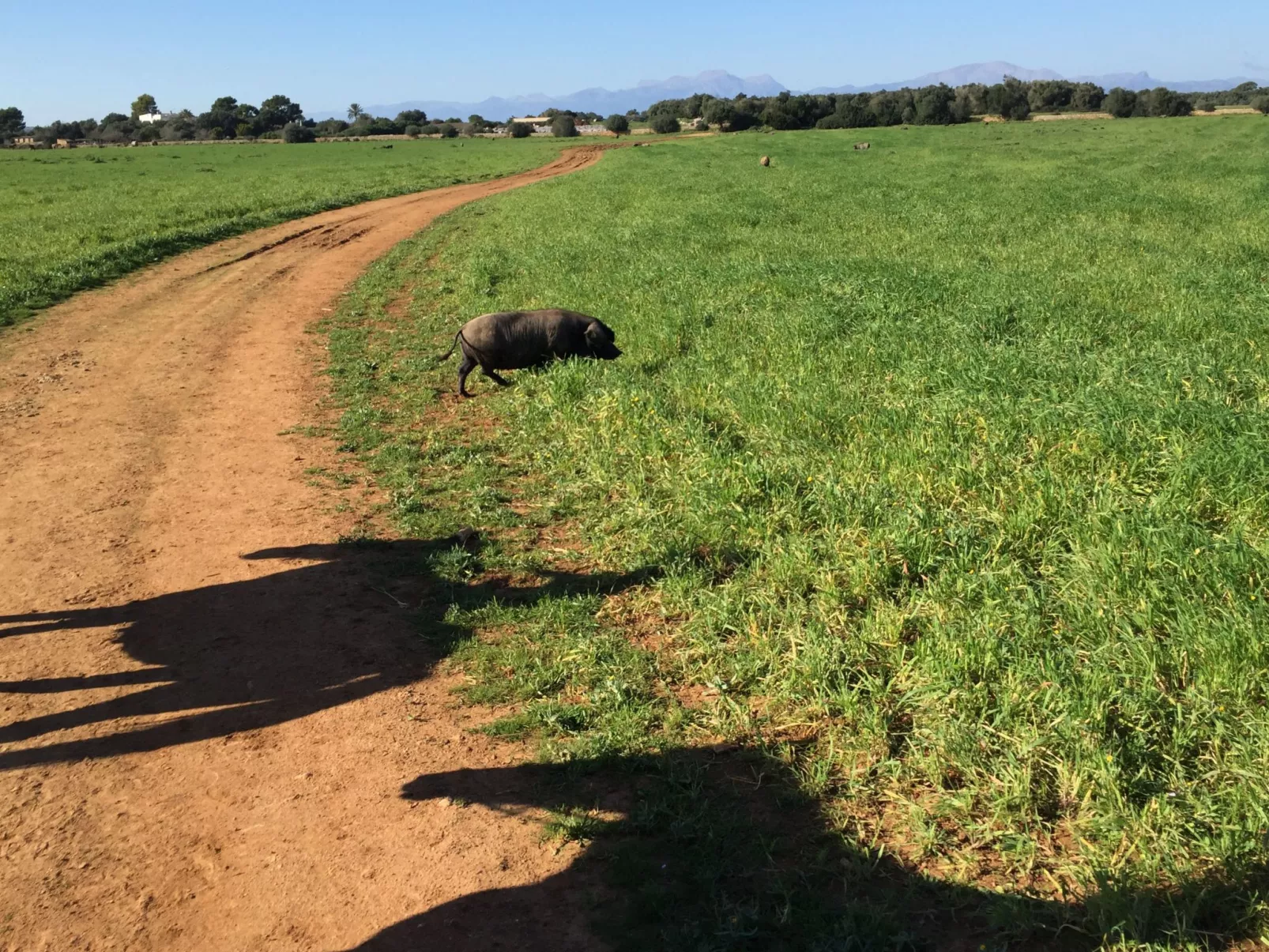 Strandvilla Beach and Ocean in Son Serra De Mari - Inside