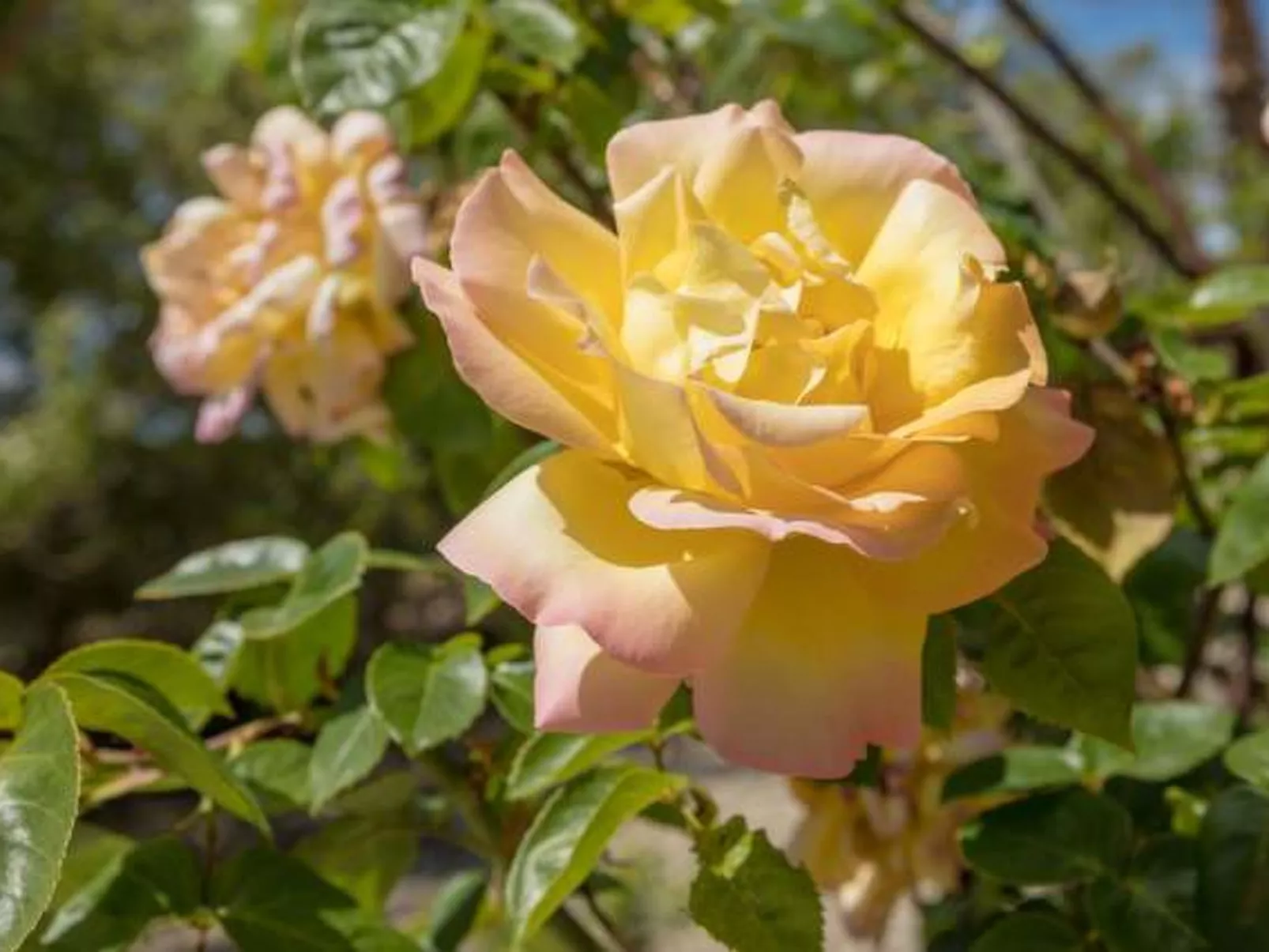 San Vicente - Image-tags.info