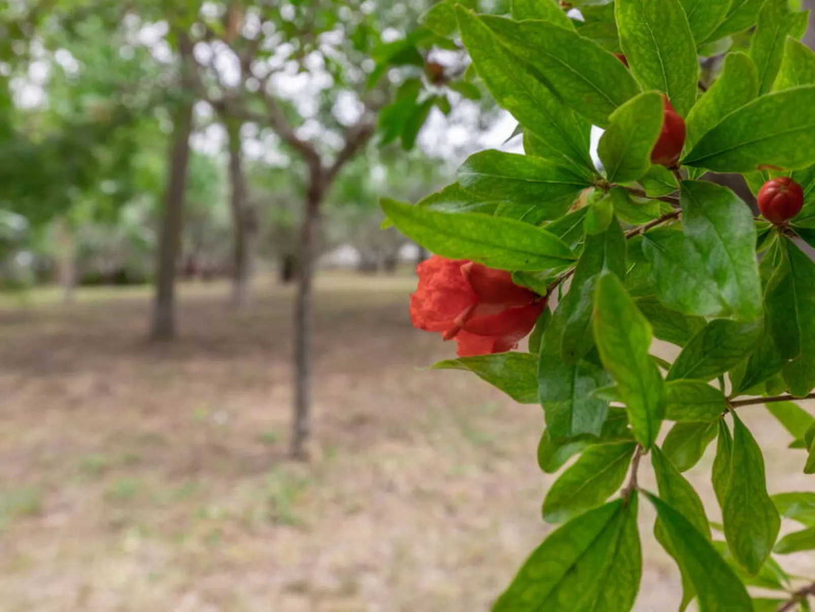 Villa Rosso Corbezzolo - Dehors