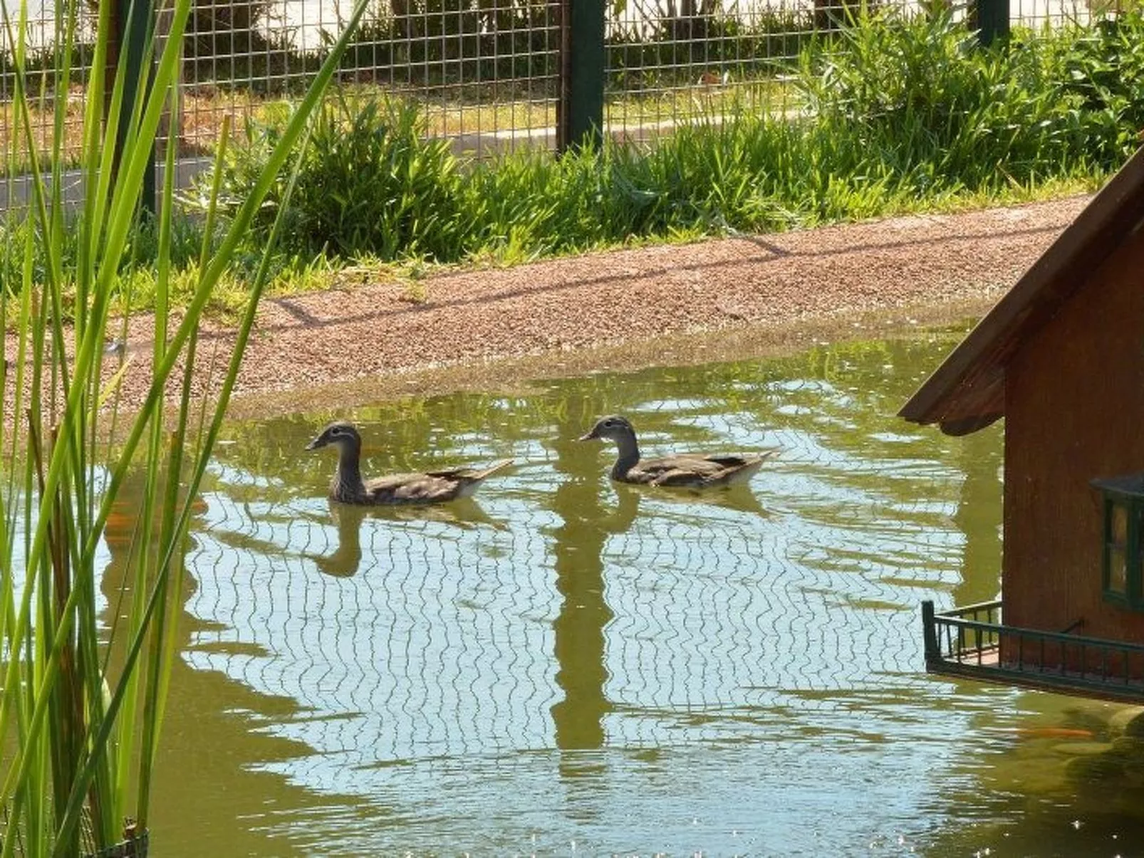 Violeta 17 - Image-tags.info