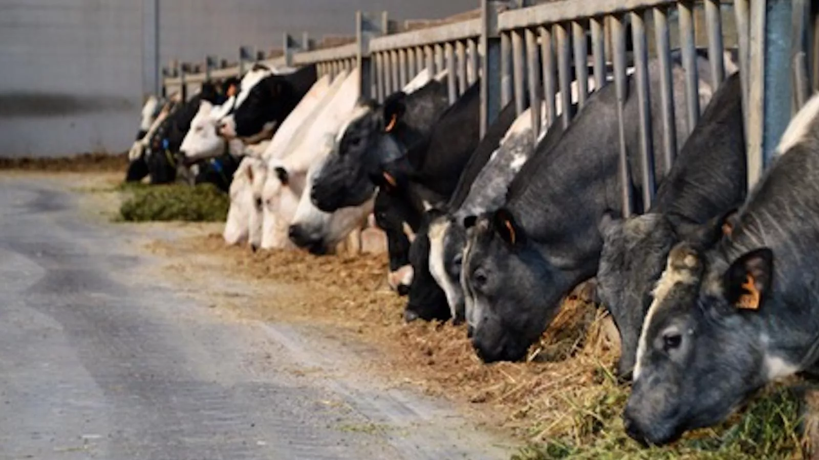 Rozenberghoeve - Areas within 1km in summer