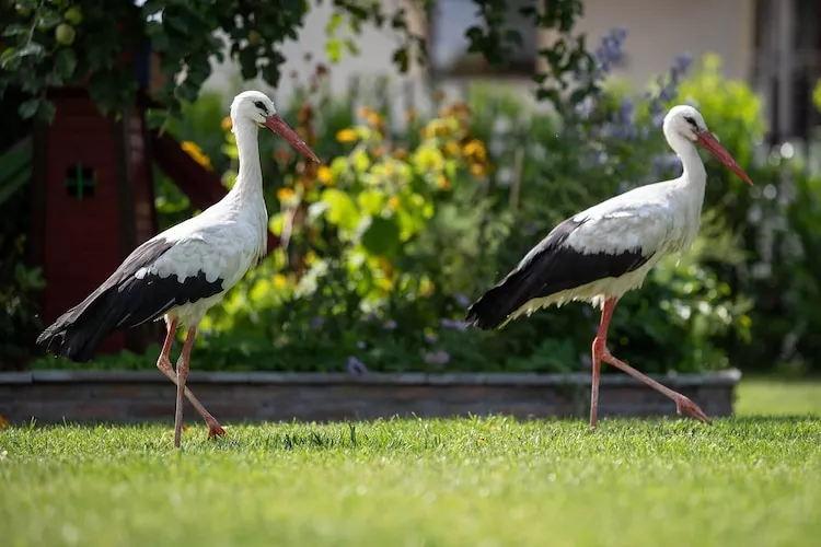 Osada Trzy Siostry domek nr 3 dla 4 osób Dąbrowa - Jardins en été