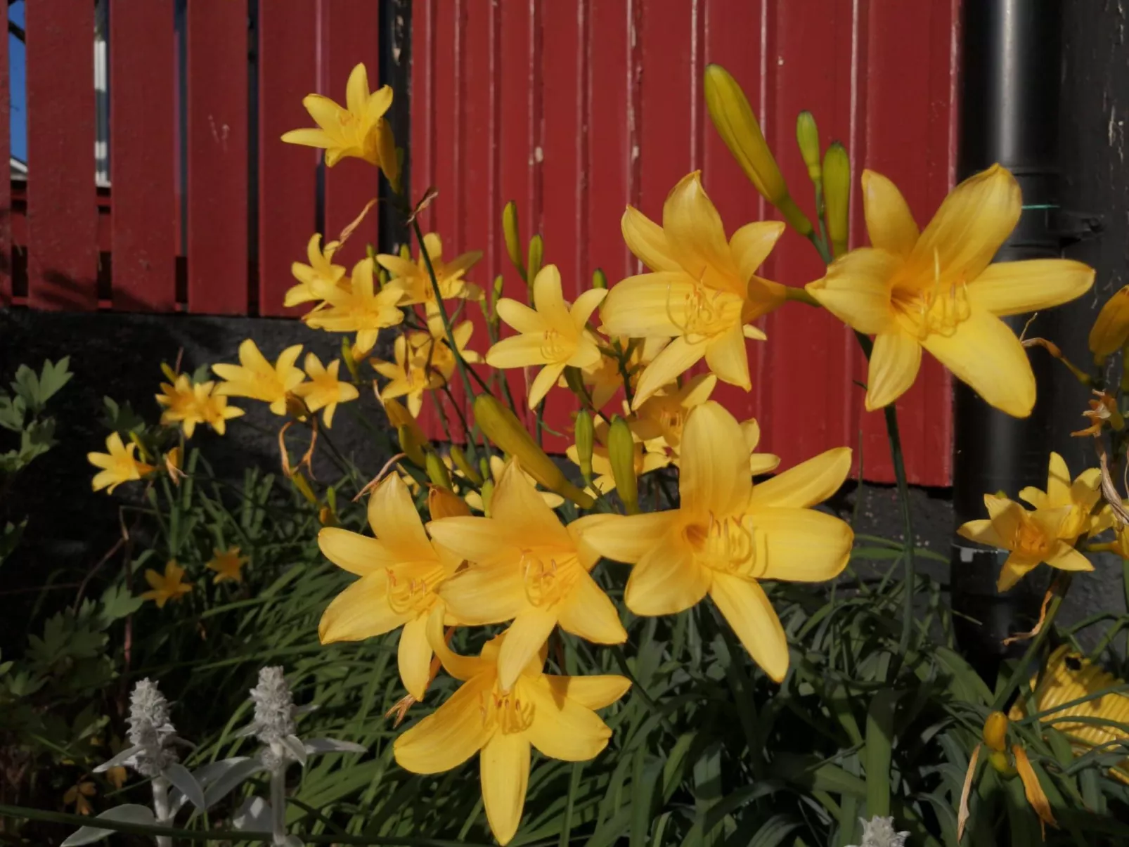 Buntes Schwedenhaus Lillebror - Draußen