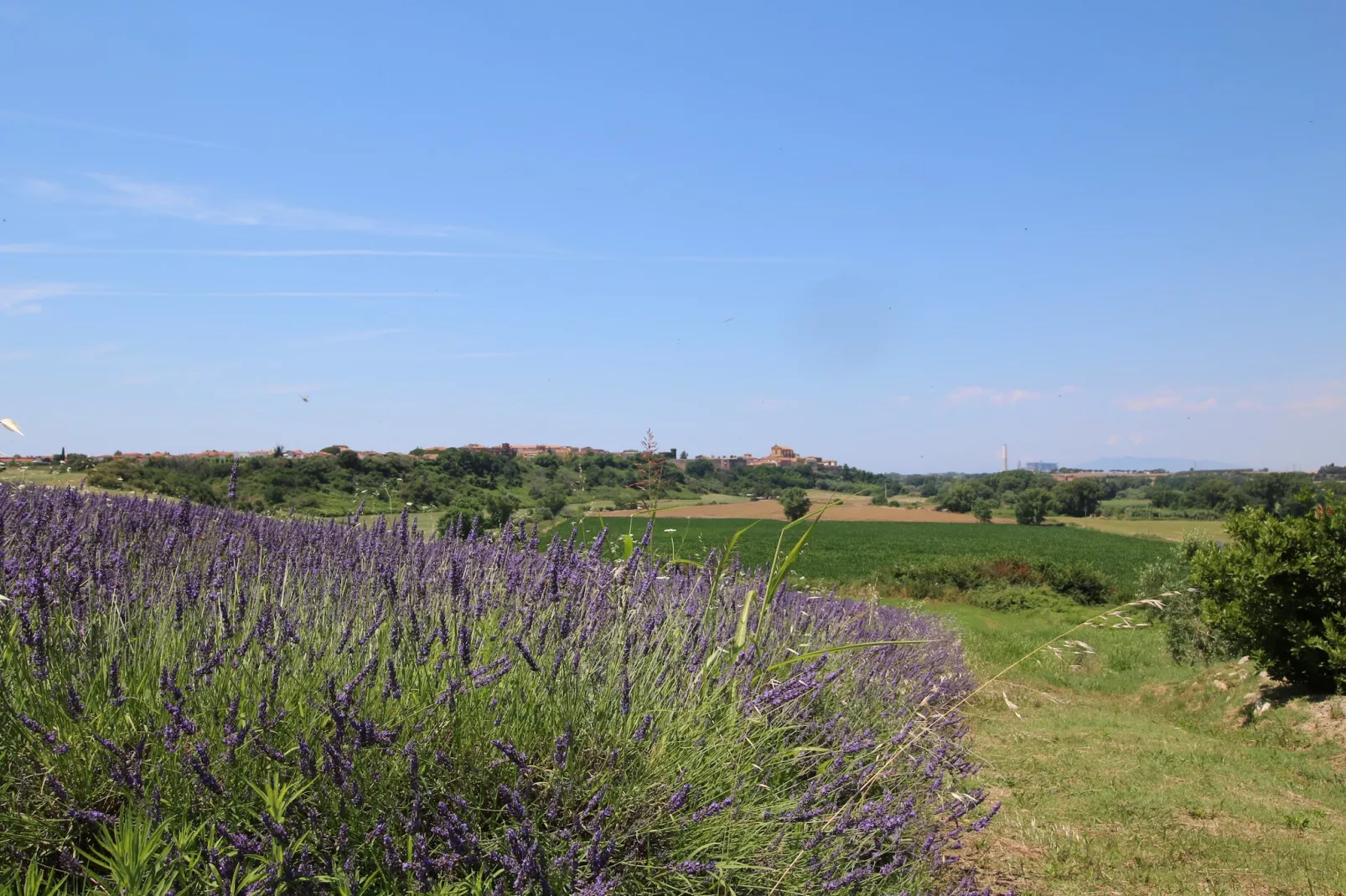 Ginestra - Garten Sommer