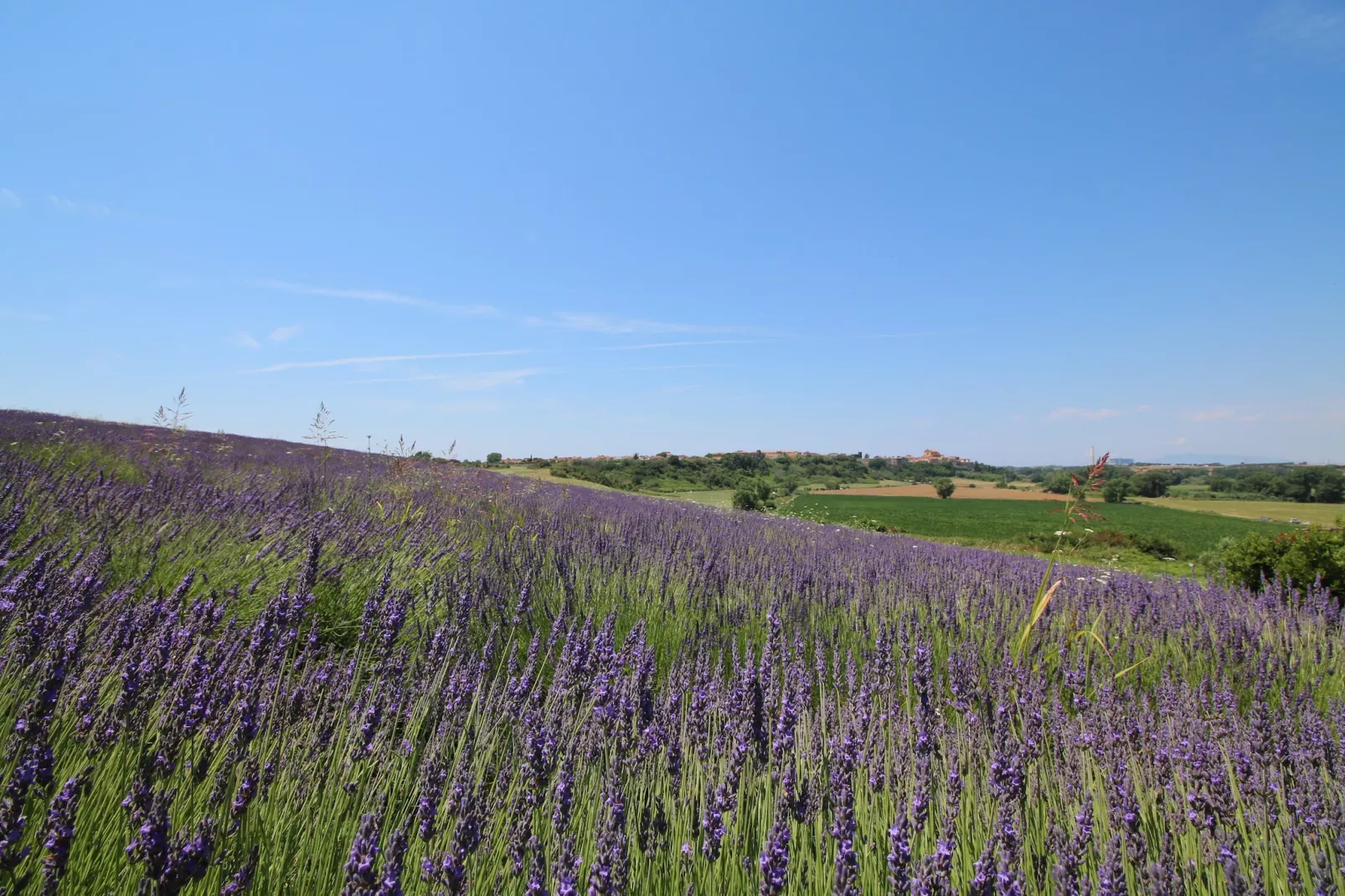 Sughera - Gardens in summer
