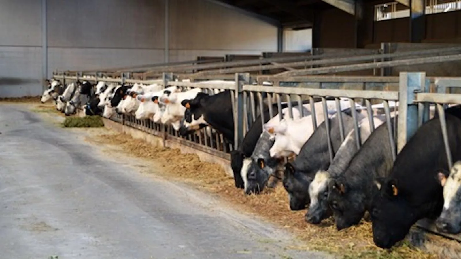 Rozenberghoeve - Areas within 1km in summer