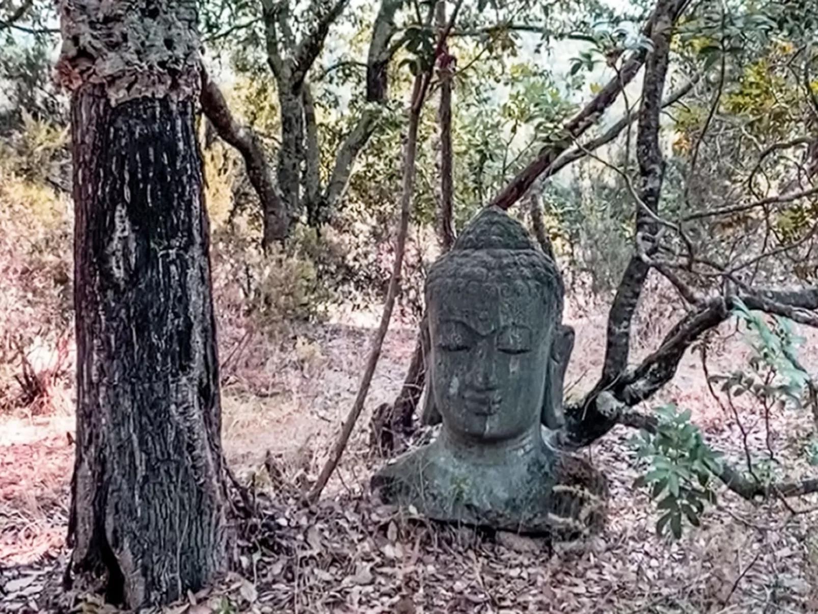La Casetta Di Legno Nel Bosco
