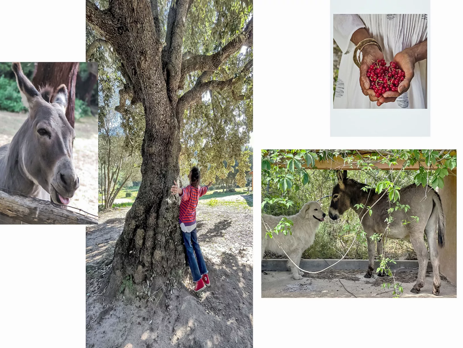 La Casetta Di Legno Nel Bosco - Drinnen