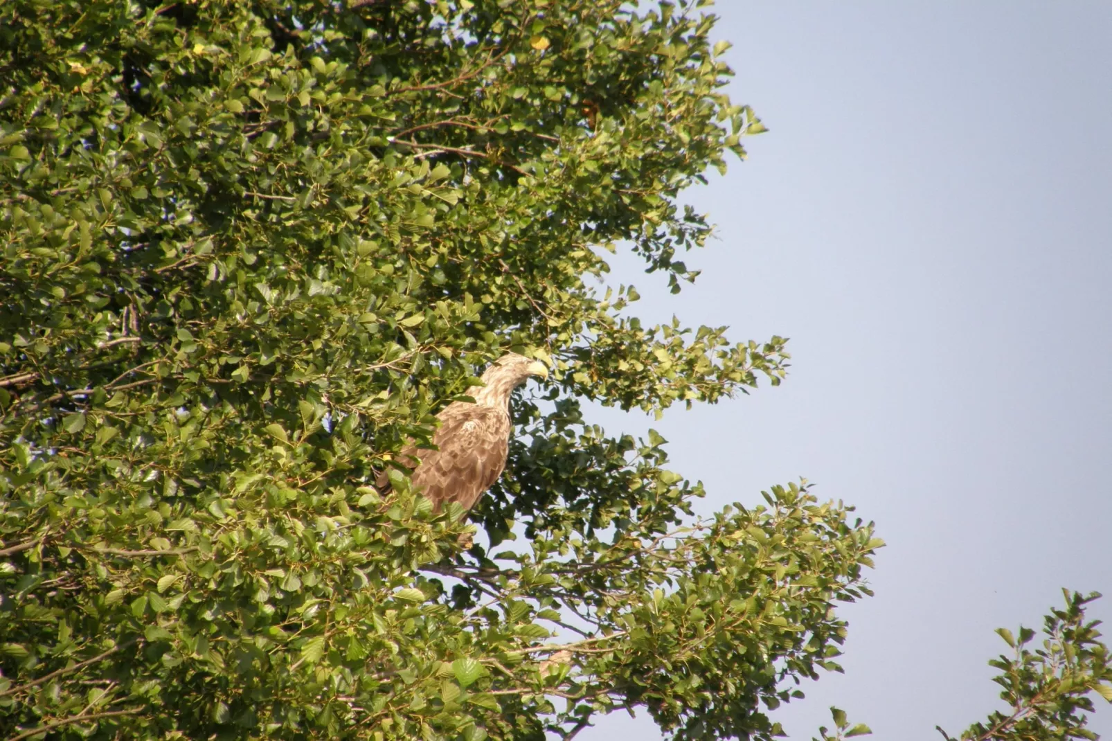 Mobilheim mit 2 Schlafzimmern bis 4 Personen - Ambiance
