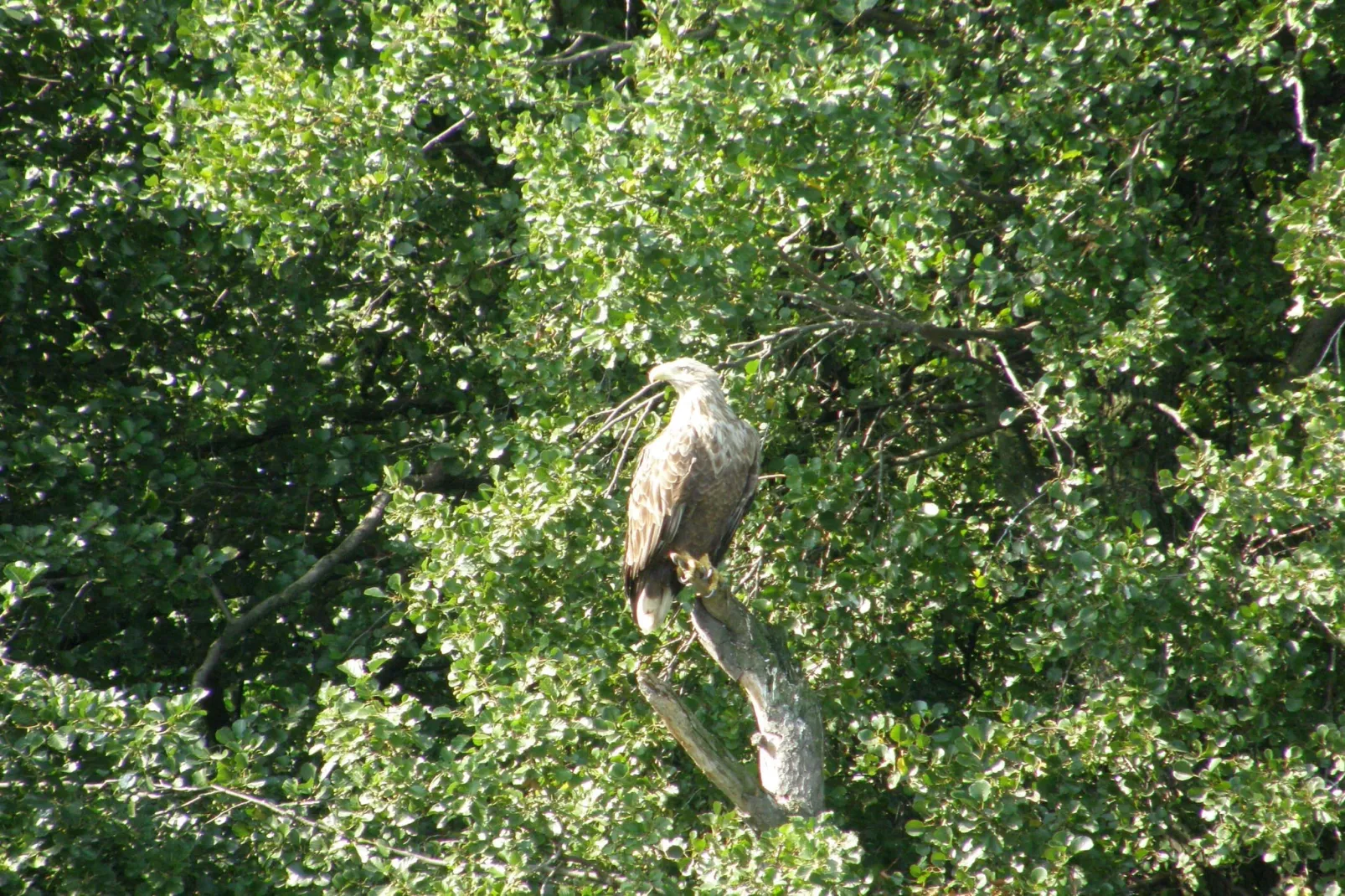 Mobilheim mit 3 Schlafzimmern bis 6 Personen - Installations du parc