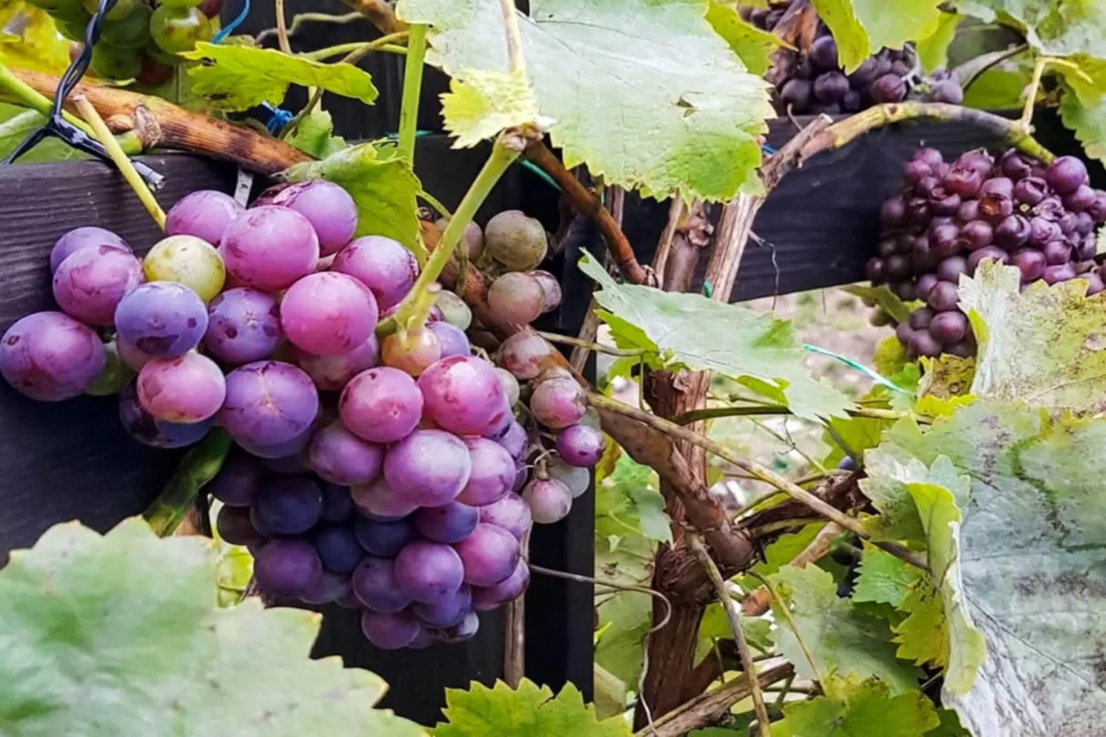 4 star holiday home in INGARÖ - Untagged