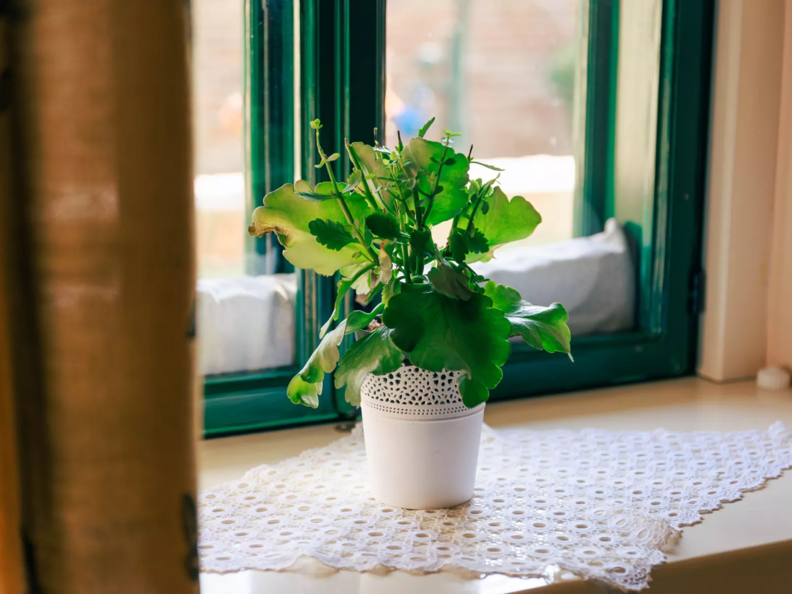 House Biljkinog oca - Dedans