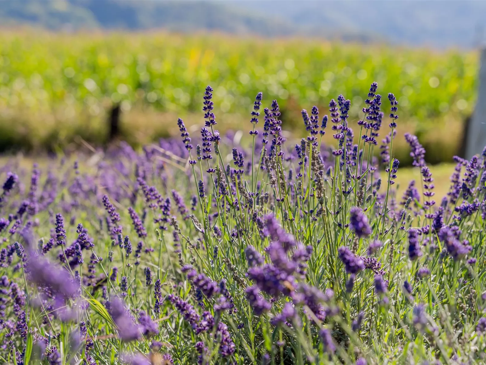 Holiday house Val - Dehors